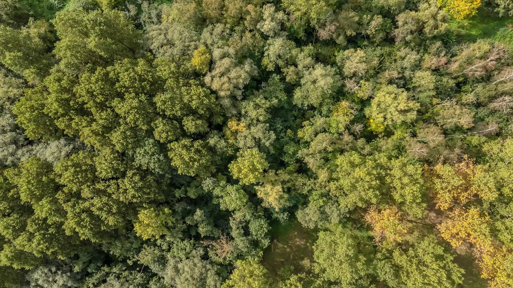 Perceel bosgrond van 5914 m² in Lennik foto 7