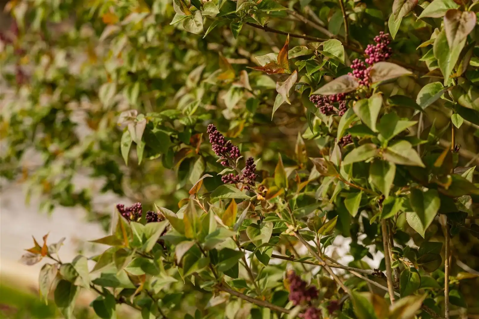 Landelijk gelegen 4-gevel villa - volledig vernieuwd foto 17