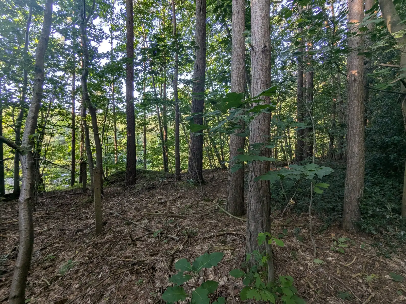 Natuurgebied in residentiële wijk met vakantiewoning foto 8