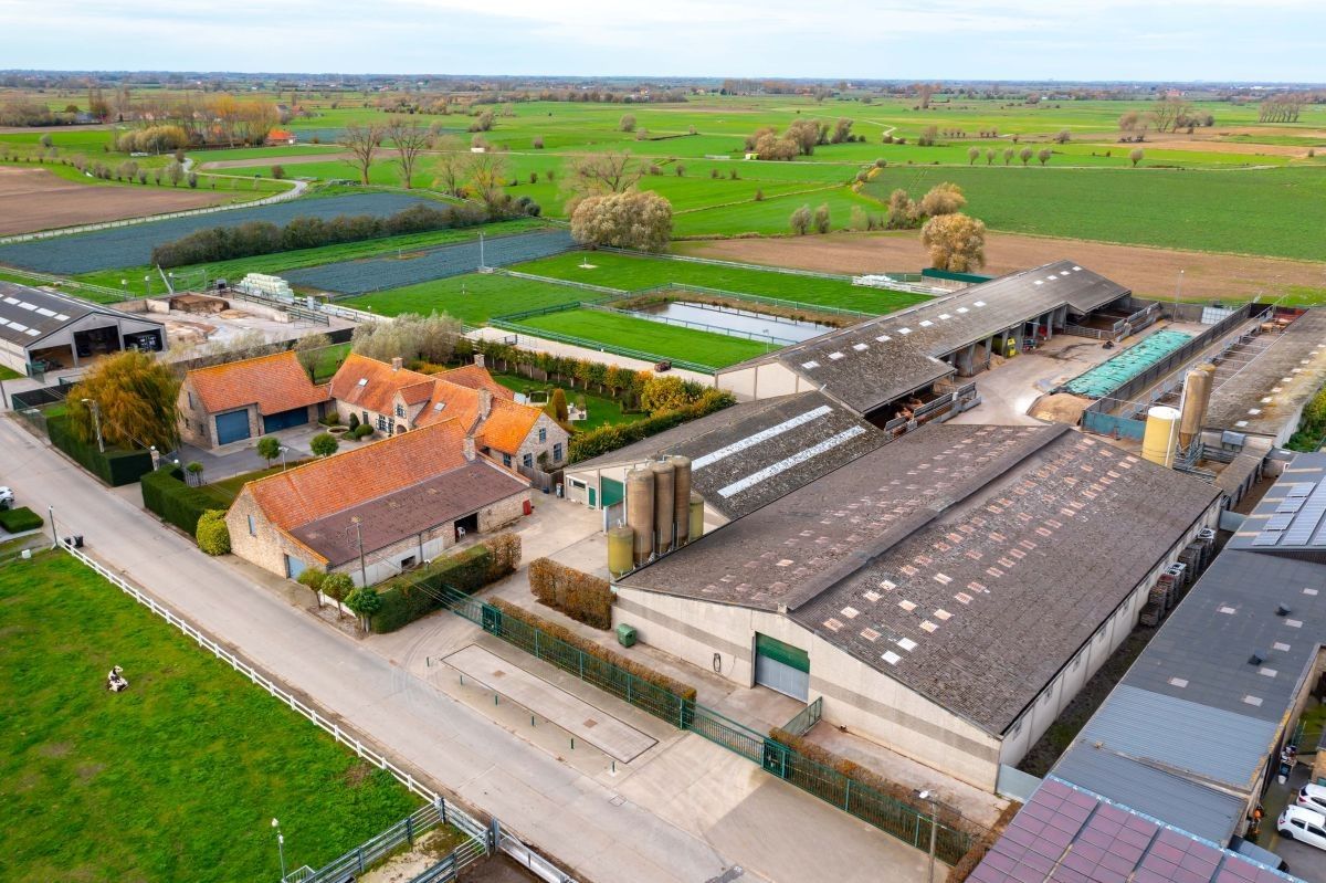 Groot vleesveebedrijf te koop te Diksmuide foto 6