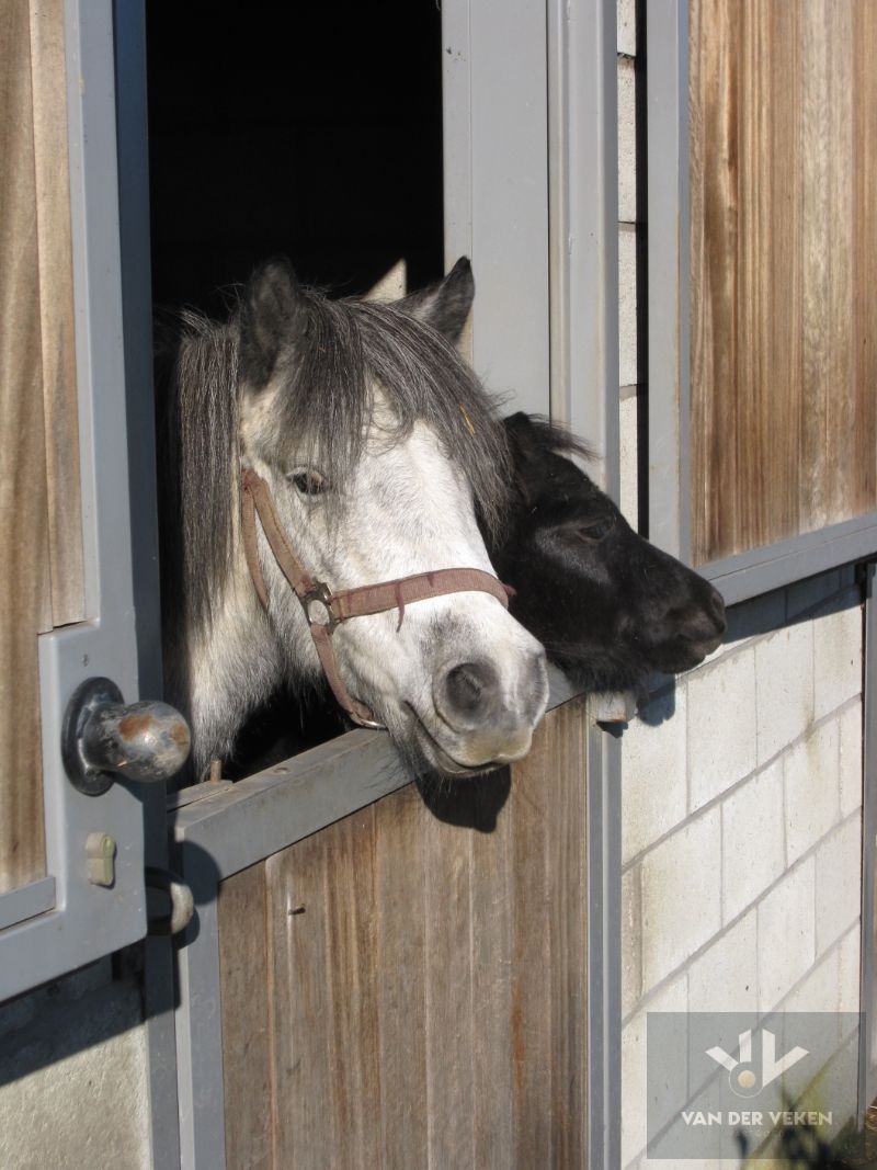 TWEEWOONST MET PAARDENSTALLEN EN WEILAND OP RUIM PERCEEL 37A21CA IN LANDELIJKE OMGEVING foto 11