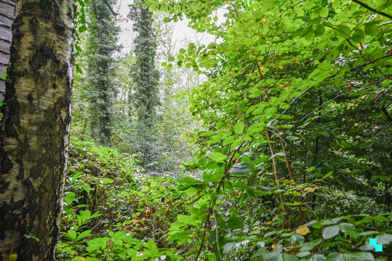 Uniek stuk bosgrond in Ronse foto 5