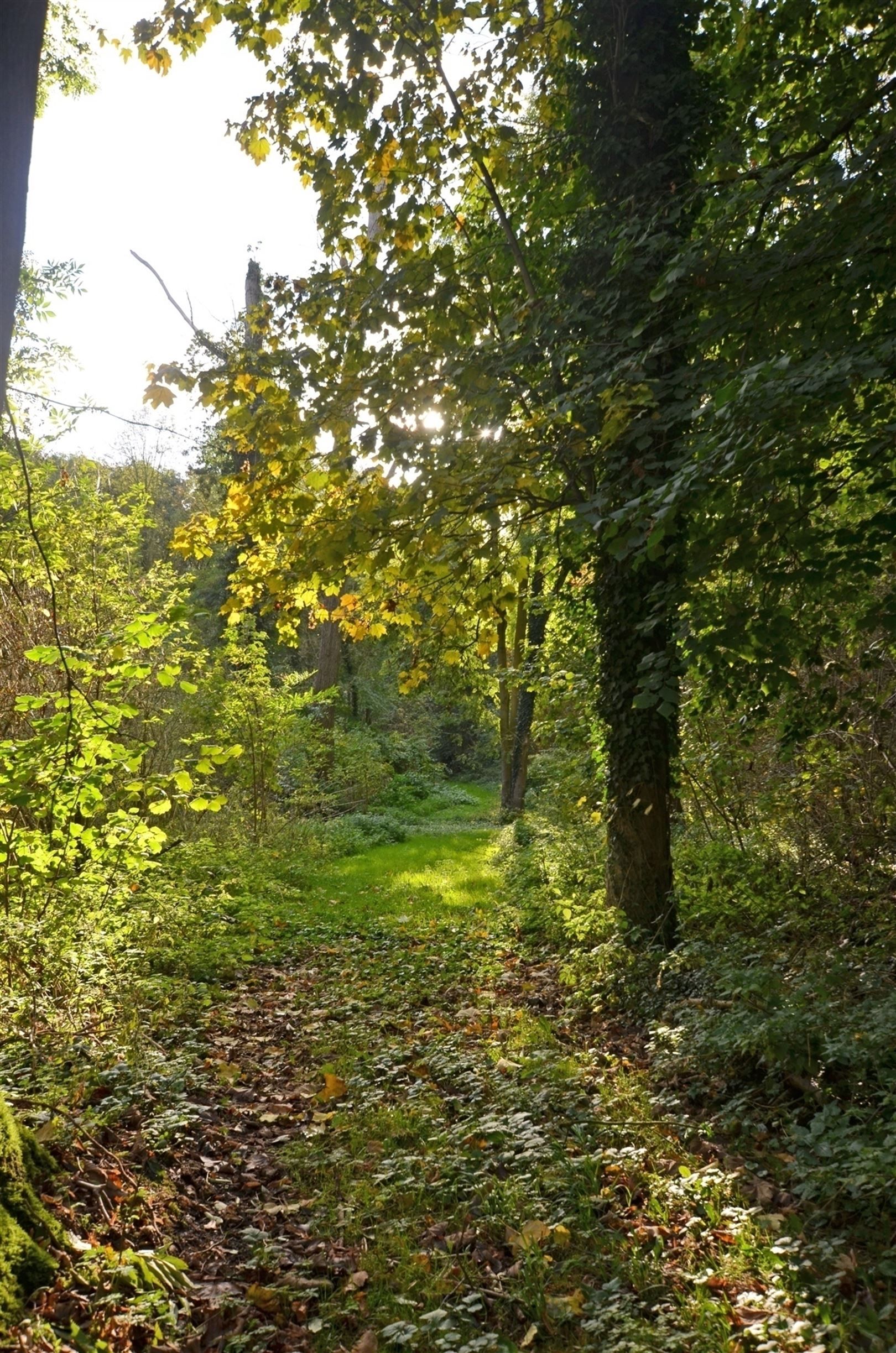 Uniek kasteeldomein op ±6.5 Ha met veel mogelijkheden foto 29