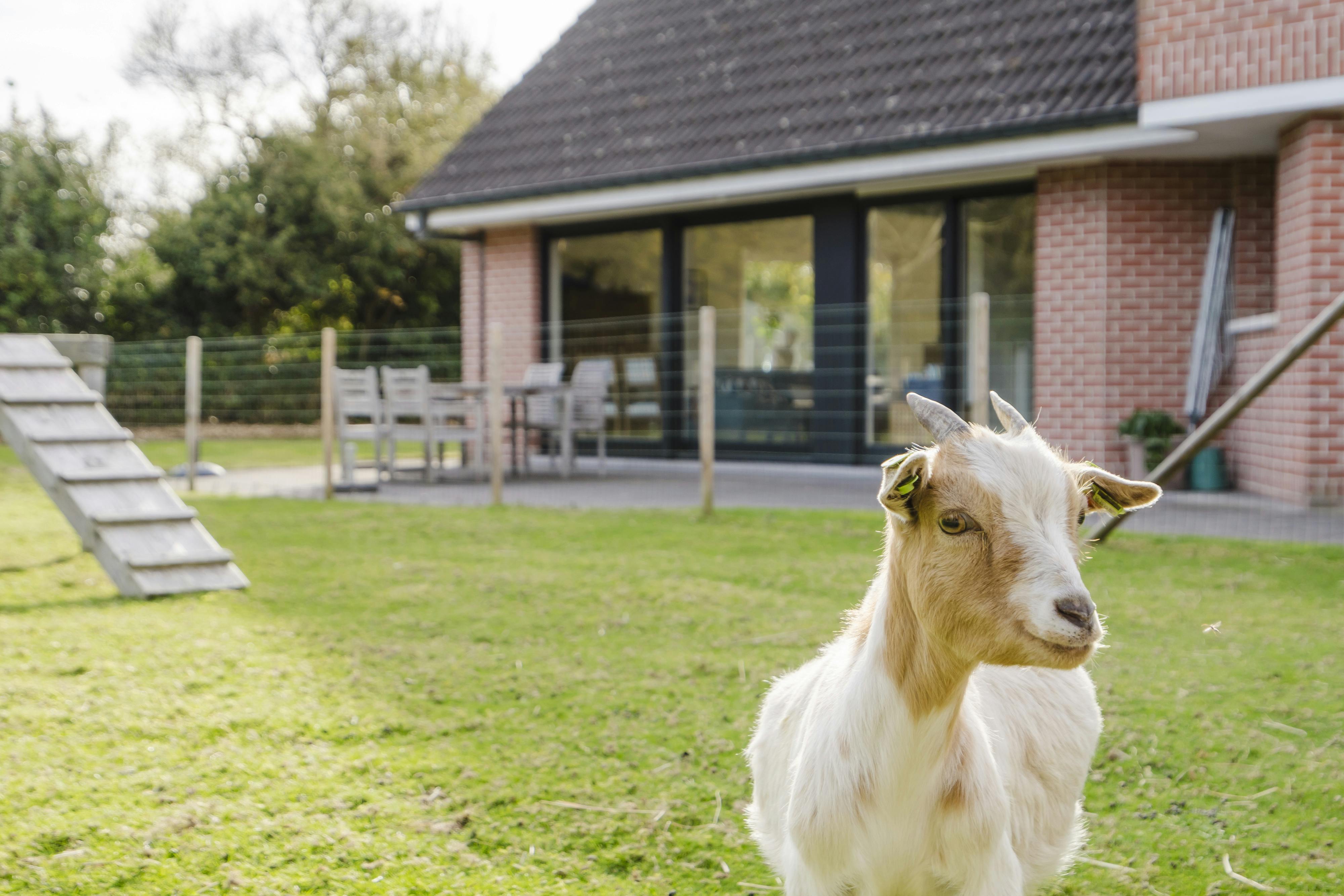 Alleenstaand huis met 4 kamers te koop in Waregem foto 22