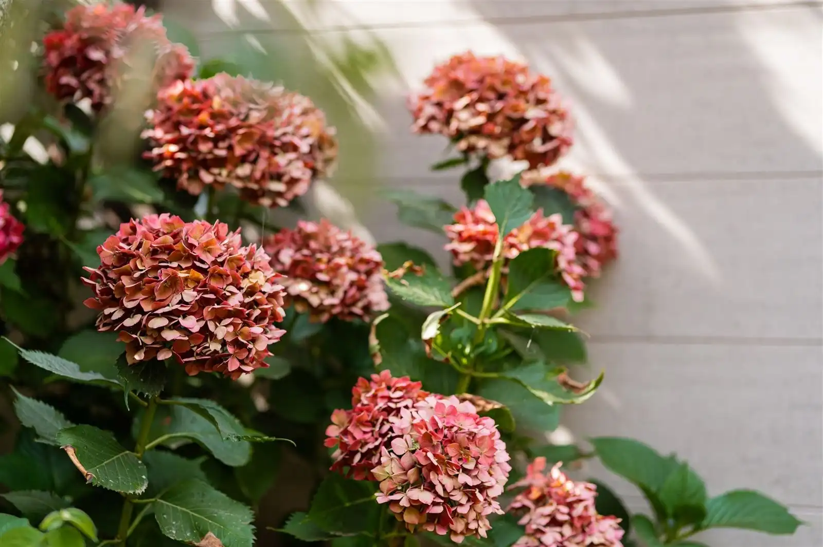 Modern afgewerkte en gerenoveerde gezinswonig met tuin op 2are93 foto 23