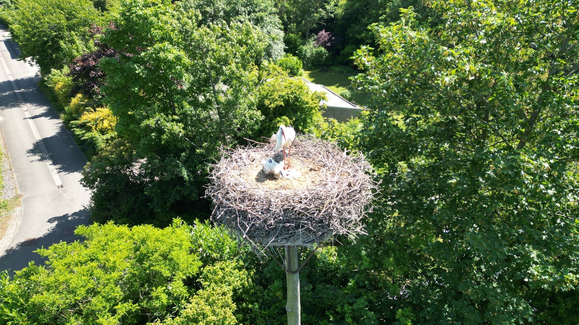 The Stork foto 38