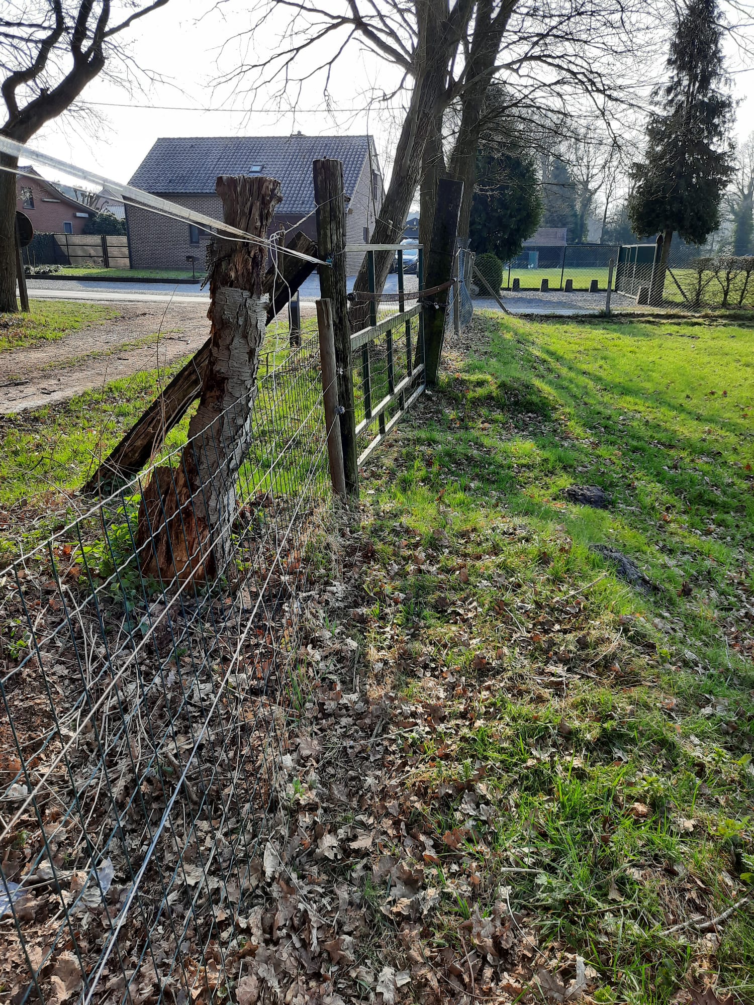 Mooie omheinde weide met schuilstallen te Helchteren  foto 5