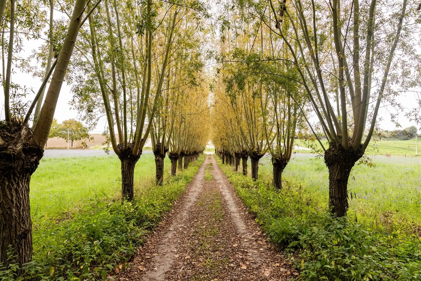 Uniek eigendom te koop: de Zwadderkotmolen. foto 22