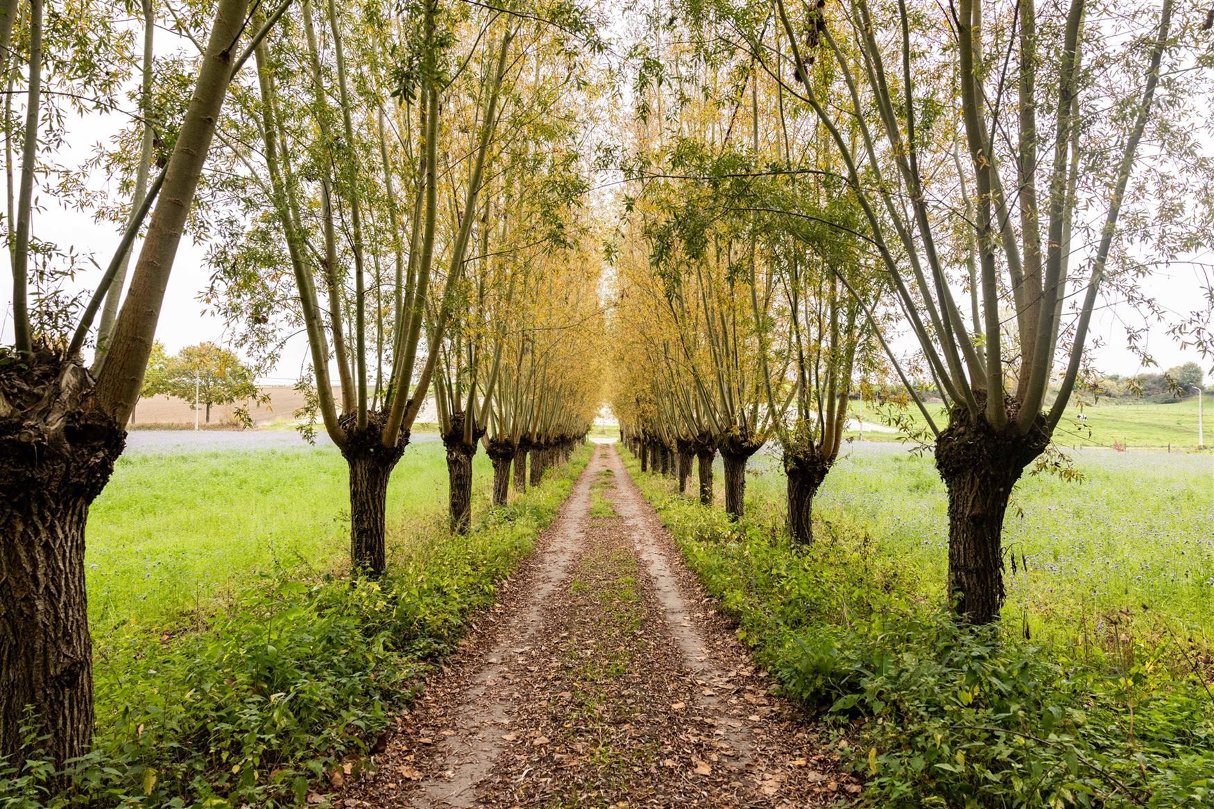 Uniek eigendom te koop: de Zwadderkotmolen. foto 22