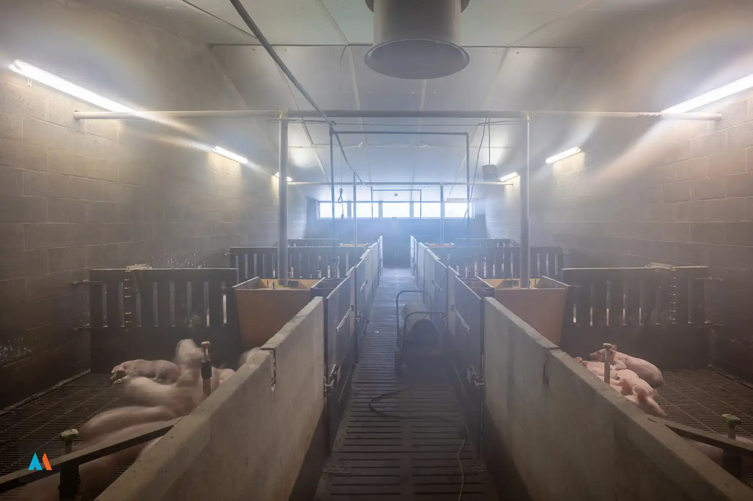 Actief mestvarkensbedrijf met langgevelhoeve foto 5