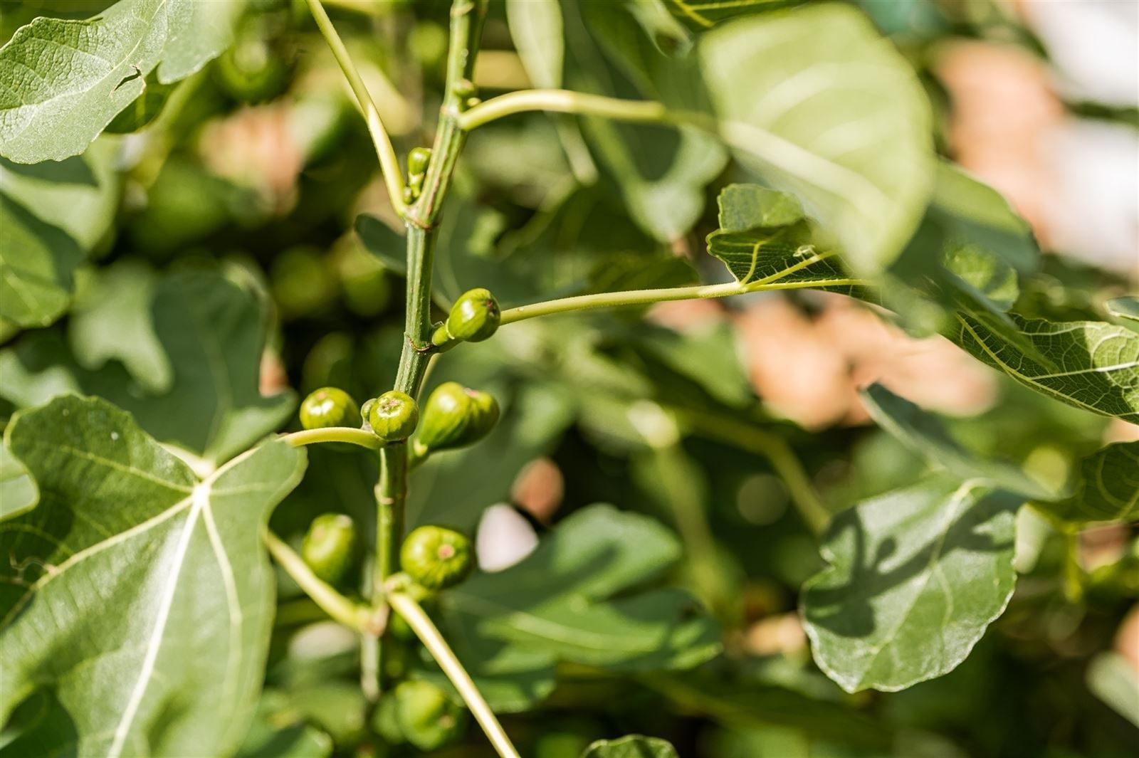 Gerenoveerde gezinswoning met tuin en garage op 6are70 foto 26