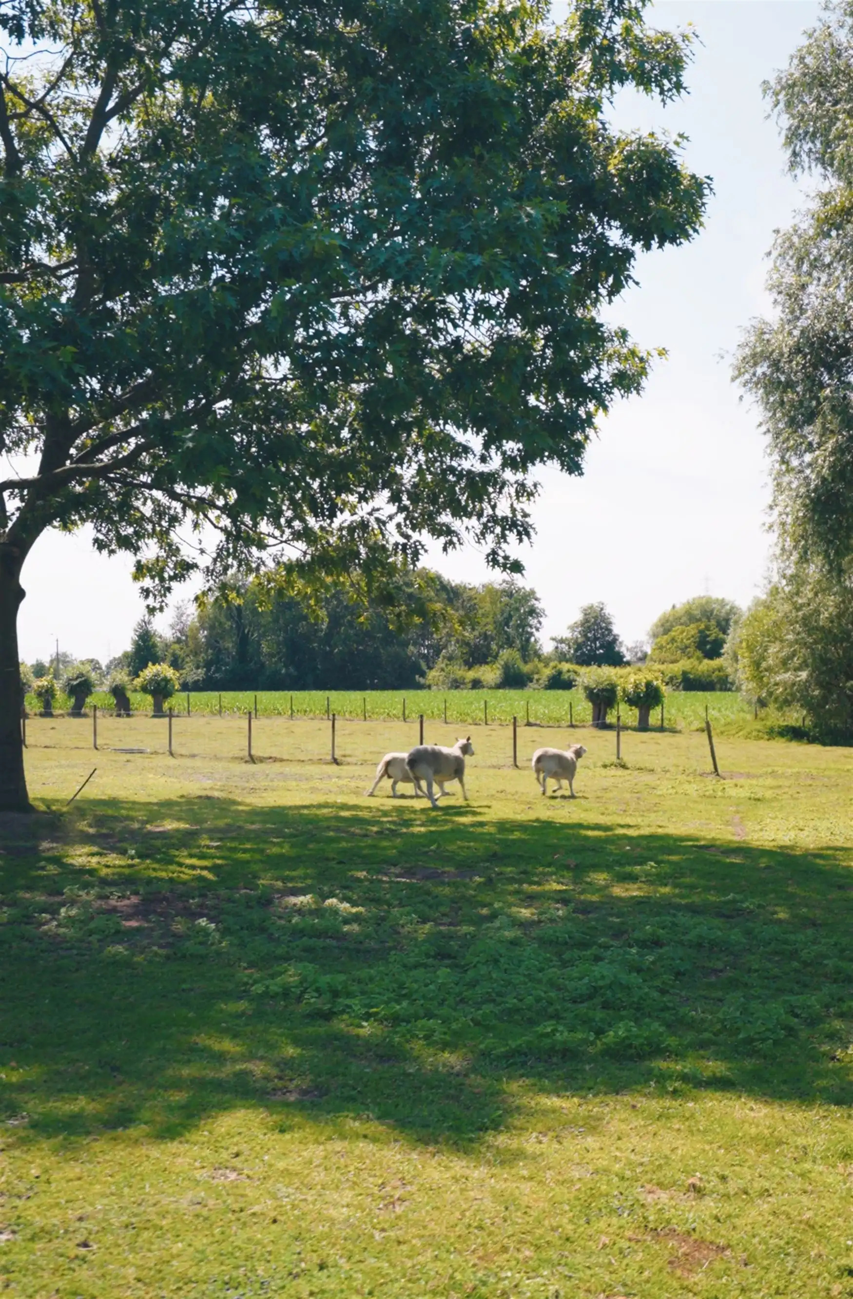 Exclusieve farmhouse te midden van de velden in Drongen foto 7