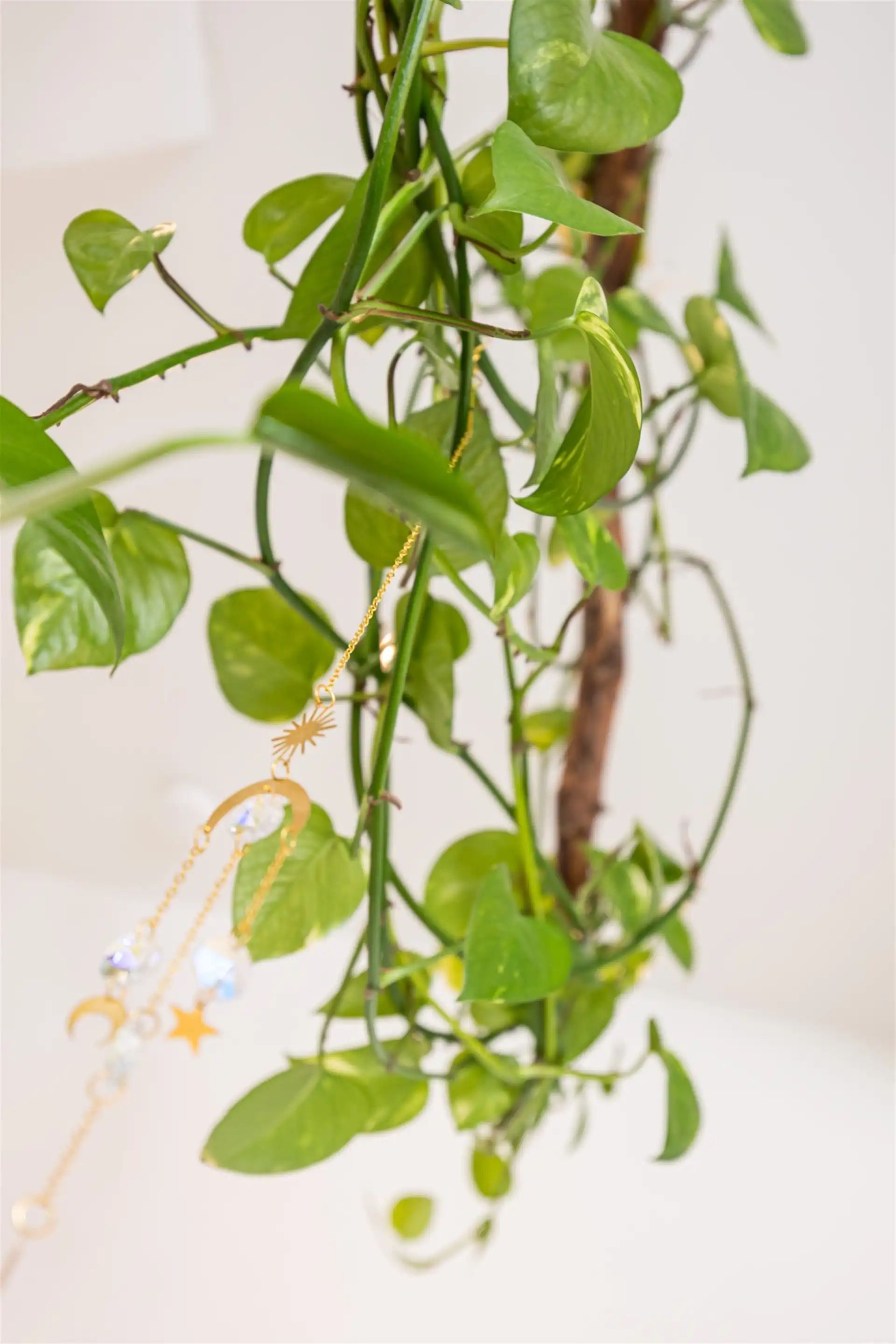 Moderne Gezinswoning in Aartselaar foto 36