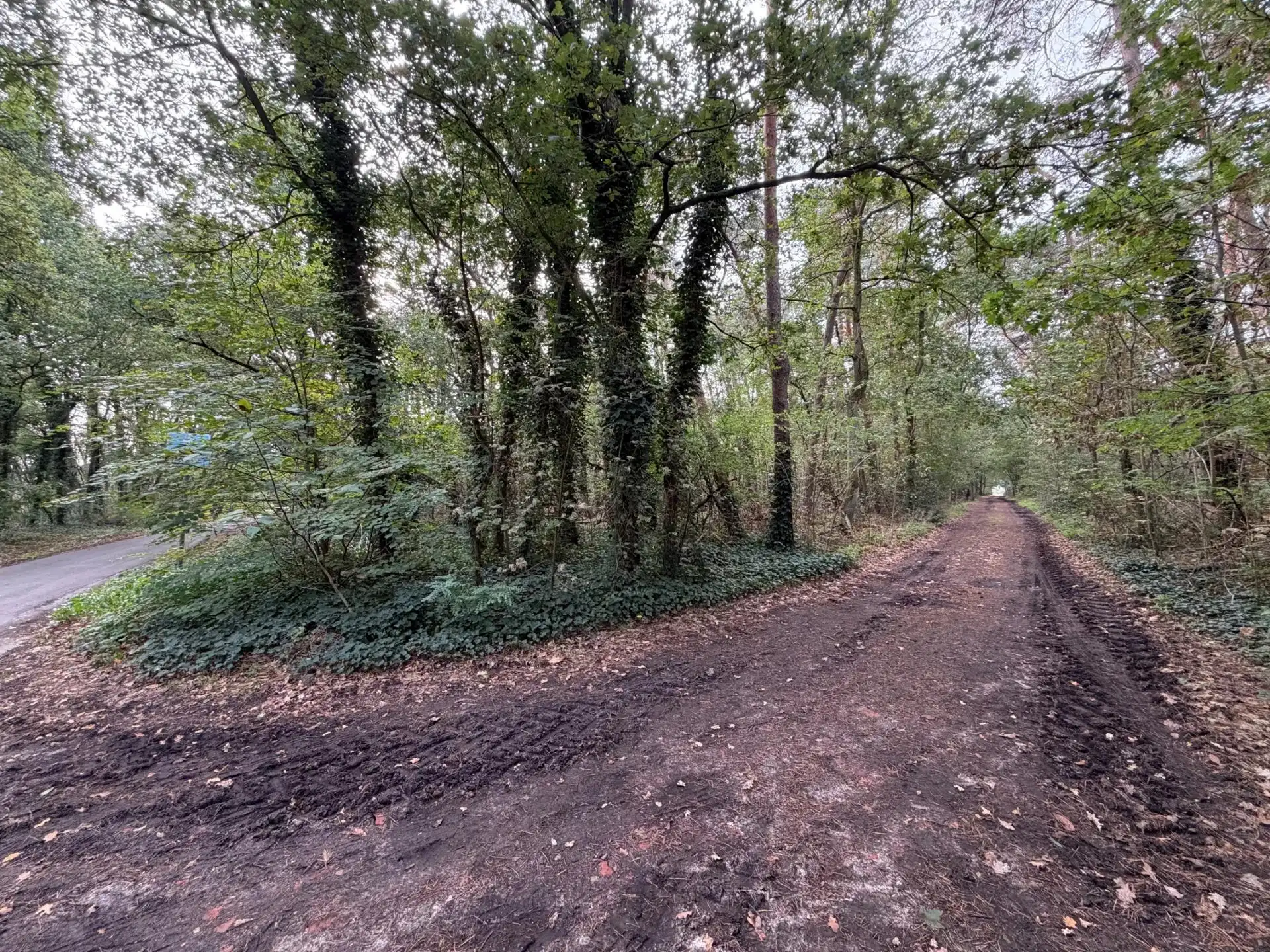 Een perceel bosgrond van 16.170 m². foto 3