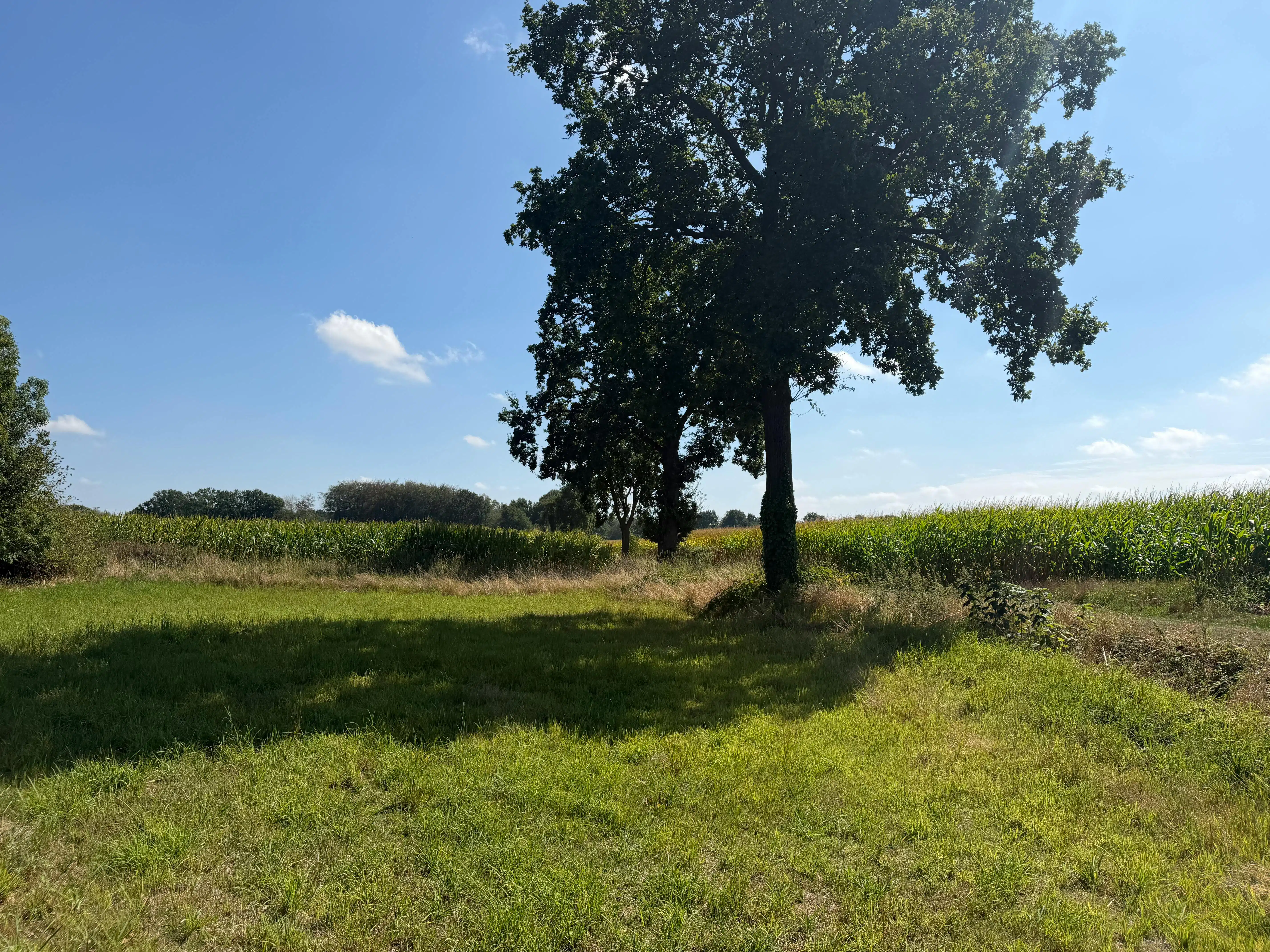 Zuidgerichte bouwgrond met zicht op velden te koop - Brecht foto 4