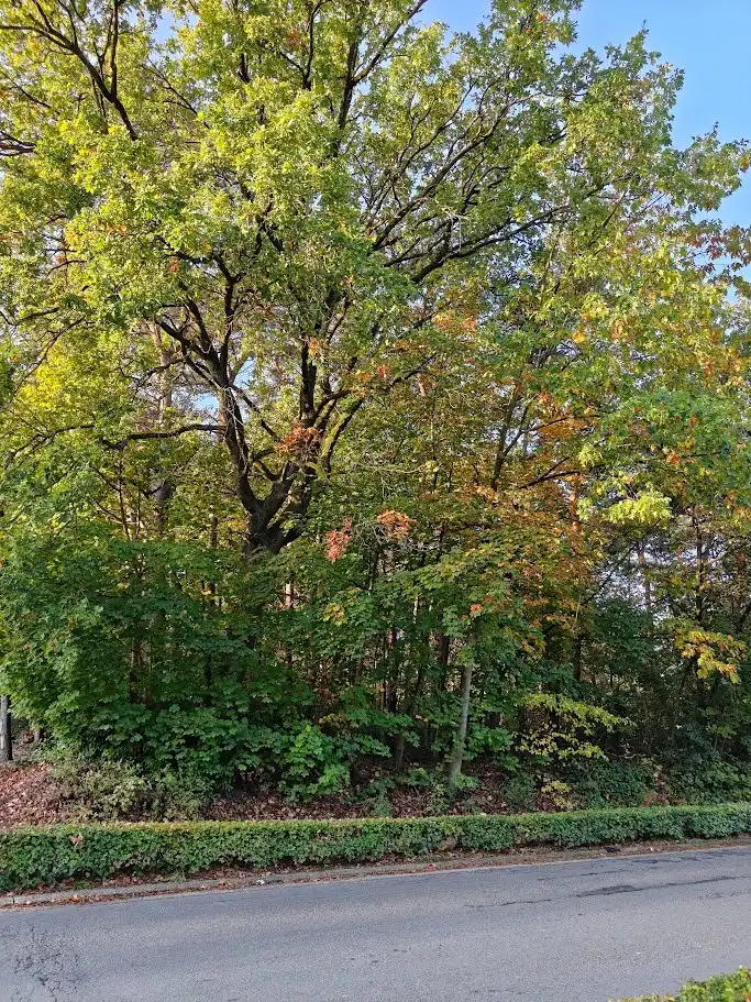 🏡✨ RUIME BOUWGROND TE KOOP OP DE HEREBAAN WEST IN HOUTHALEN-HELCHTEREN – 2.590 m² AAN MOGELIJKHEDEN! 🌿 foto 3
