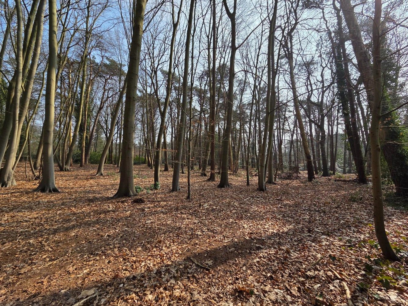 Bouwgrond (5.003 m²) voor een open bebouwing in Kapellen! foto 4