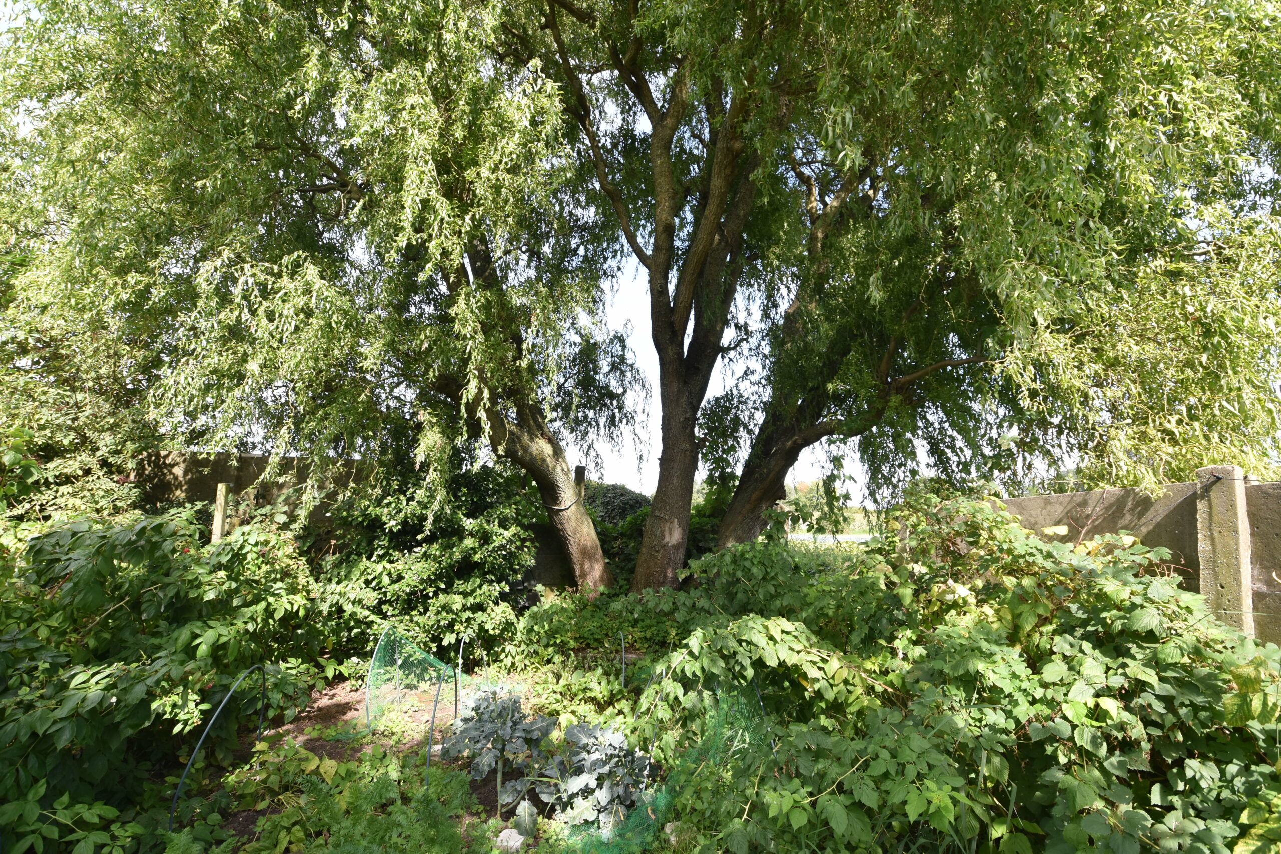 Atelier/praktijk met zeer ruime woonst in Nieuwkerken foto 37