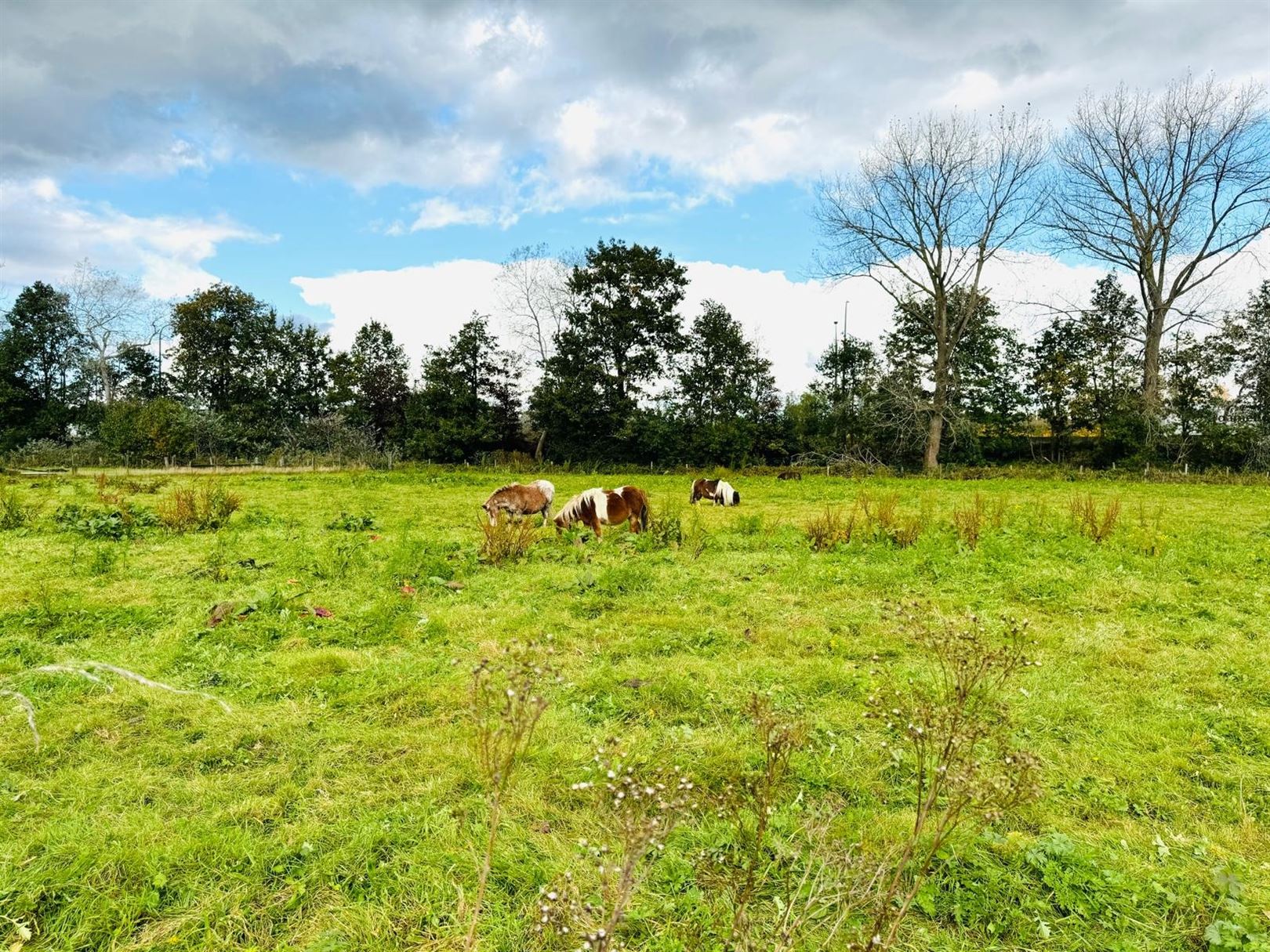 Half open bouwgrond aan het natuurgebied FORT VAN MERKSEM. foto 9