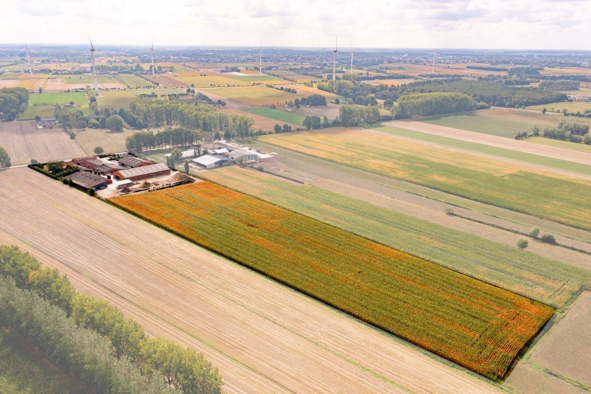 Hoeve op 4,13 ha te koop te Kaprijke foto 12