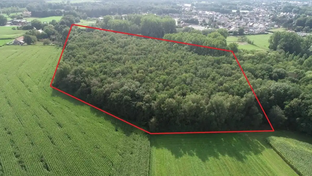 Bos te Nijlen foto {{pictureIndex}}