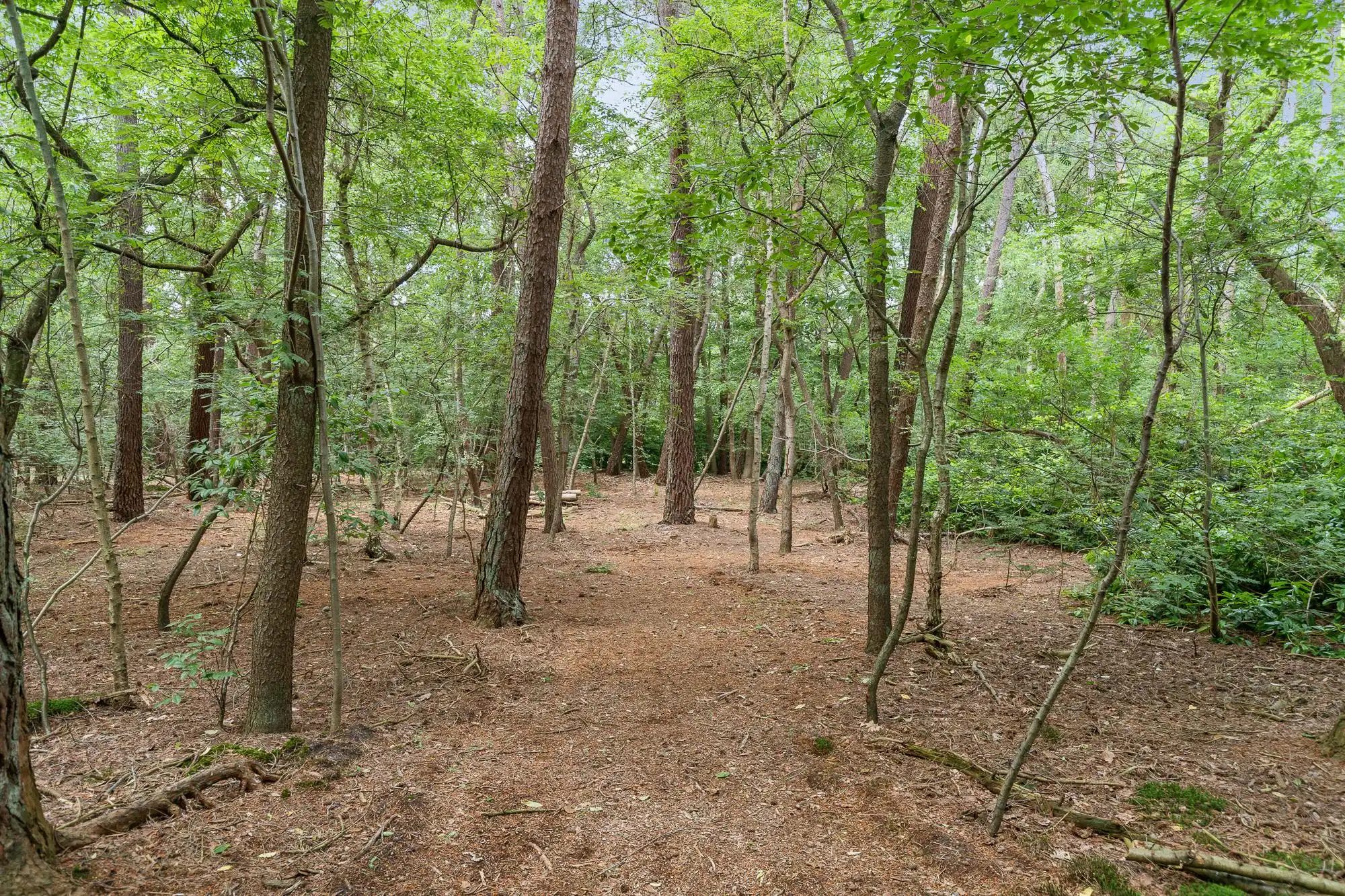 Riante villa op toplocatie aan de Kalmthoutse Heide foto 41