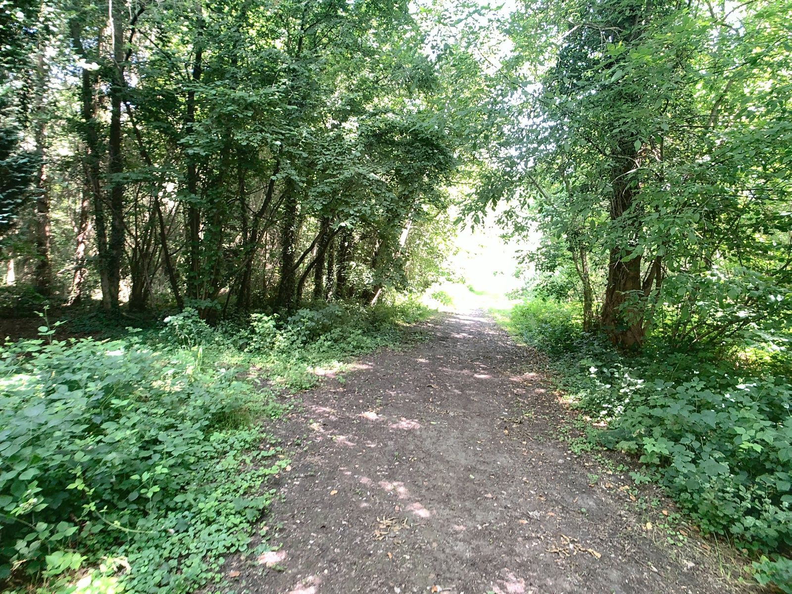 Bosgrond met beek nabij centrum Hever. foto 3