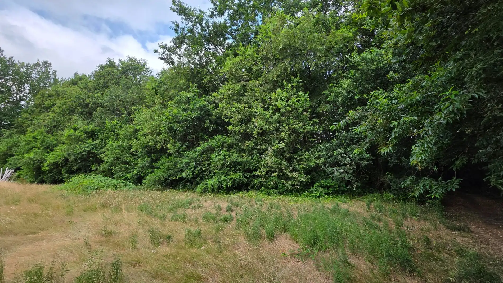 Ruim groen perceel van 5.220 m² te koop in Tremelo foto 3