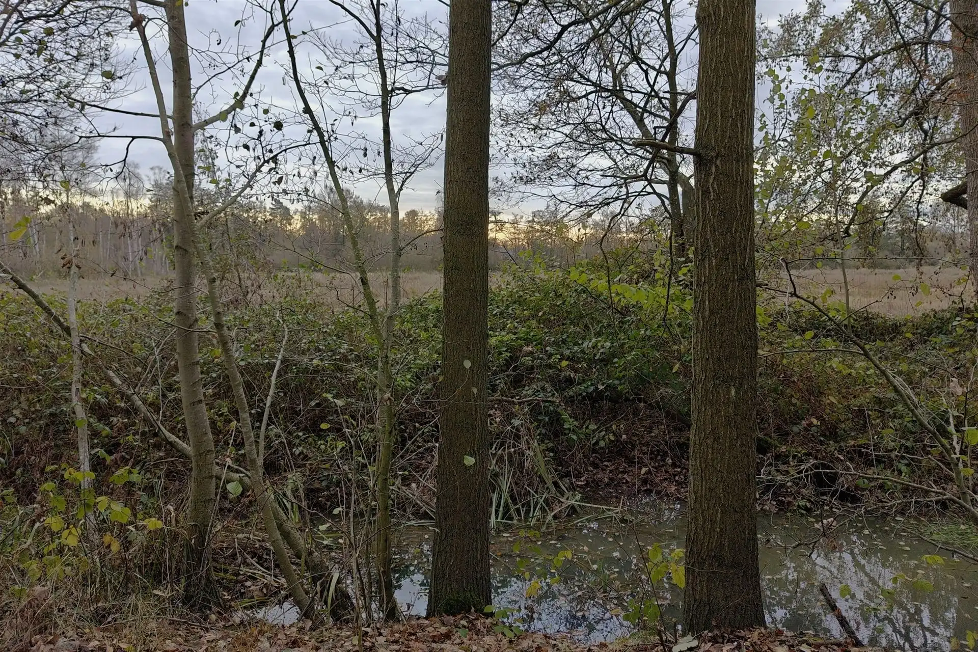 Unieke deels gerenoveerde woning met loods (205m²) en privaat bos op 24a80ca in het rustige Zelem (Halen) foto 13