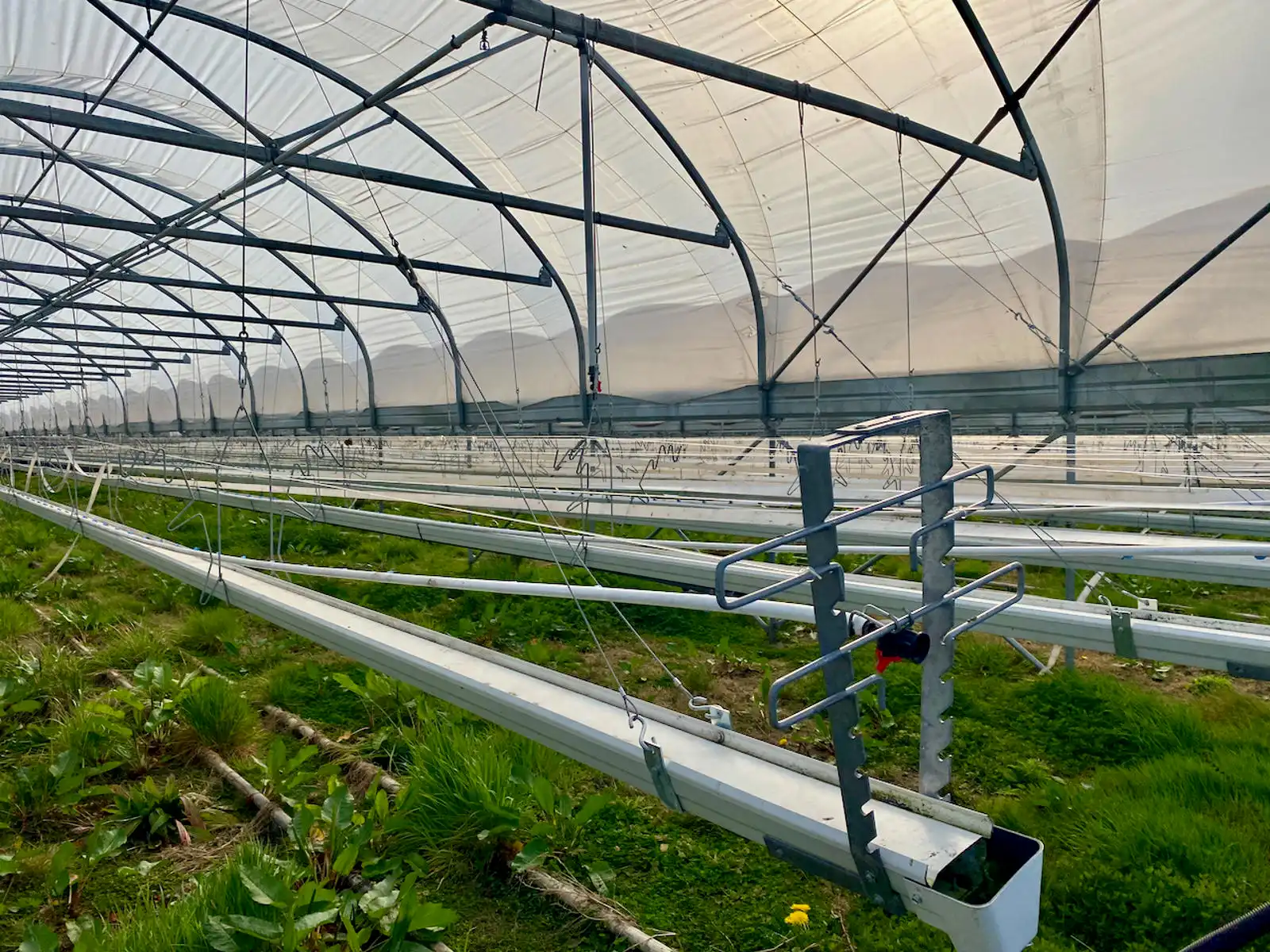 Tuinbouwbedrijf foto 14