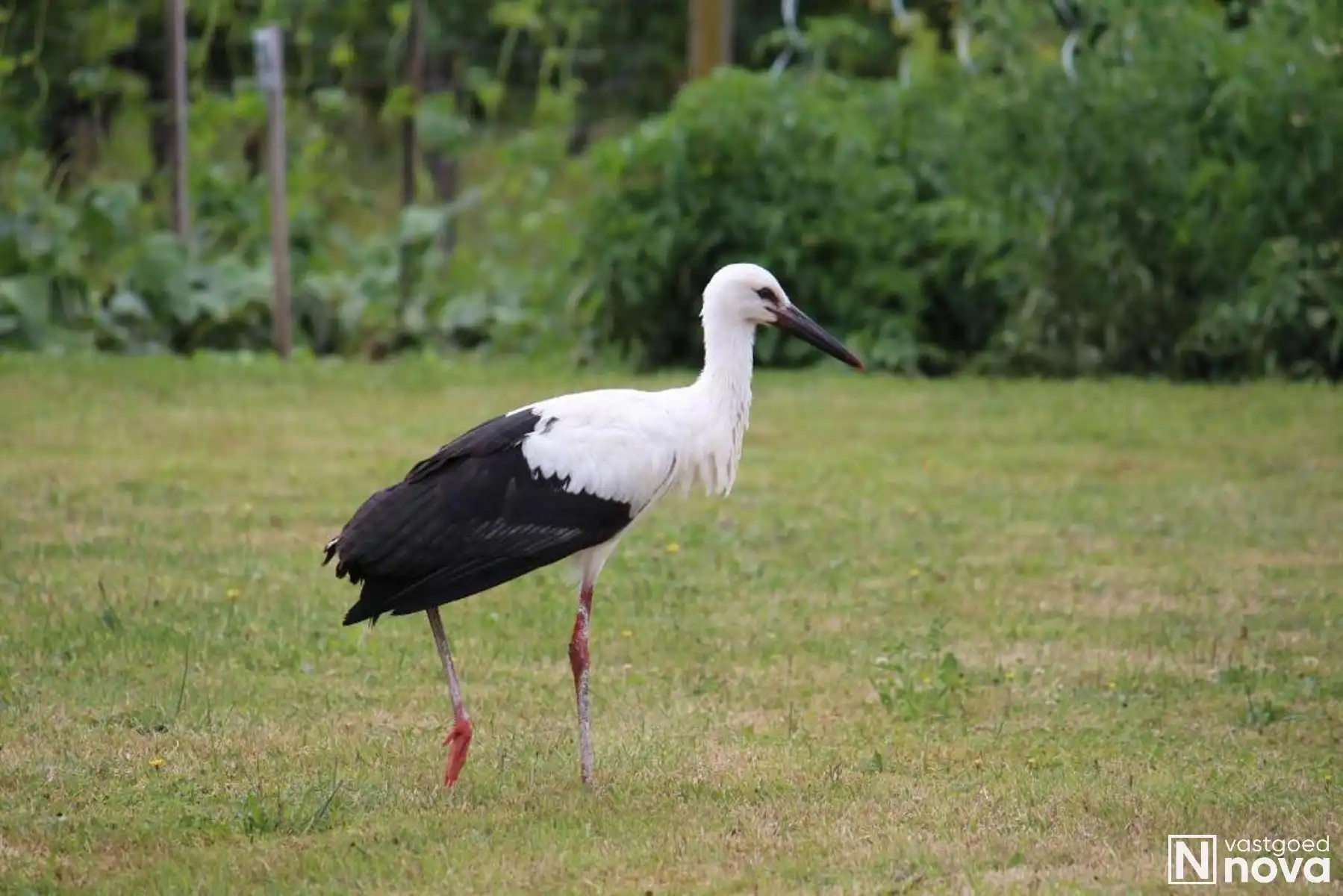 Leven als god in de Franse natuur. foto 24