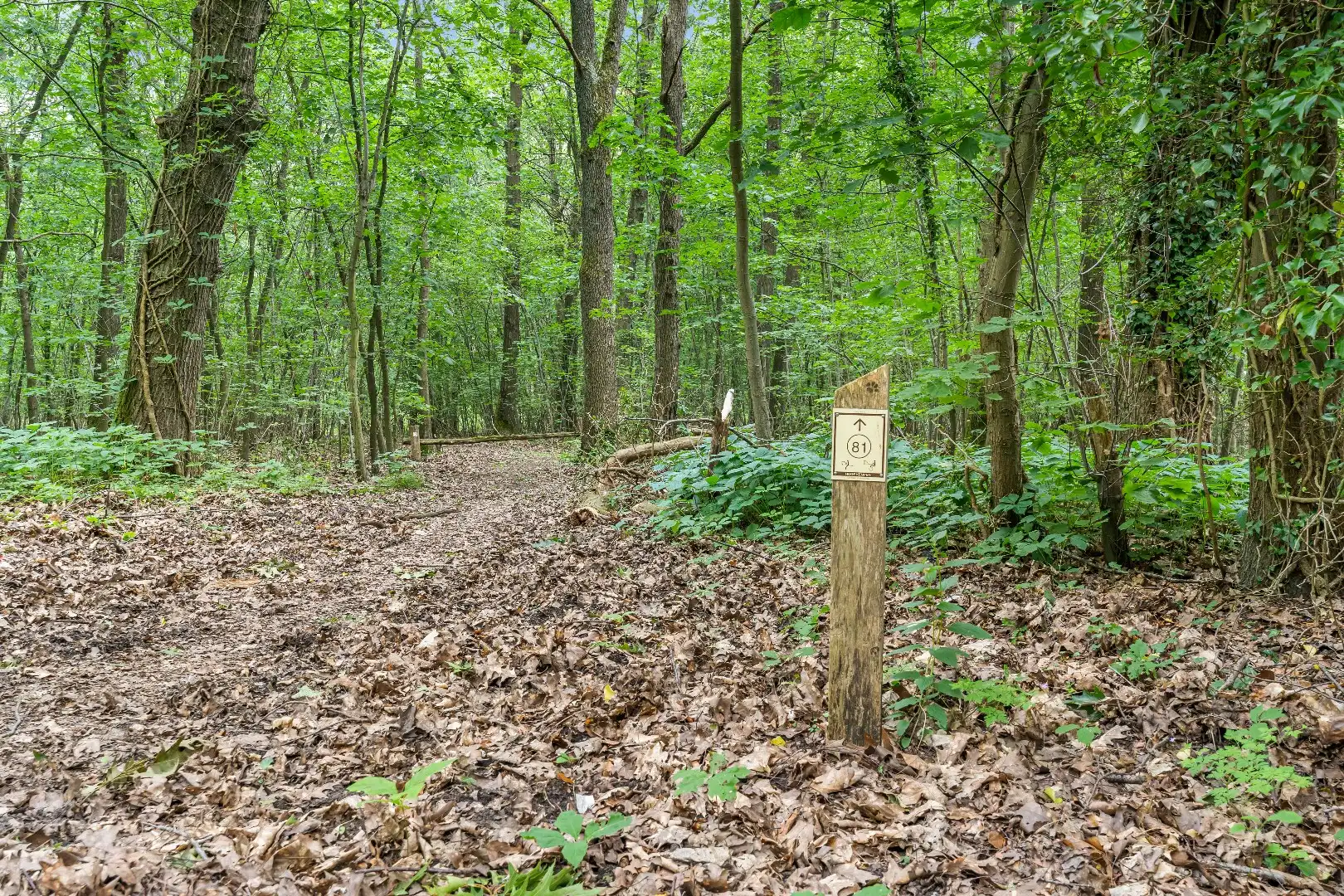 Authentiek horecapandje ideaal voor een healthy coffee-, lifestyle- en natuurconcept in het Dilserbos-Sparrendal. foto 34
