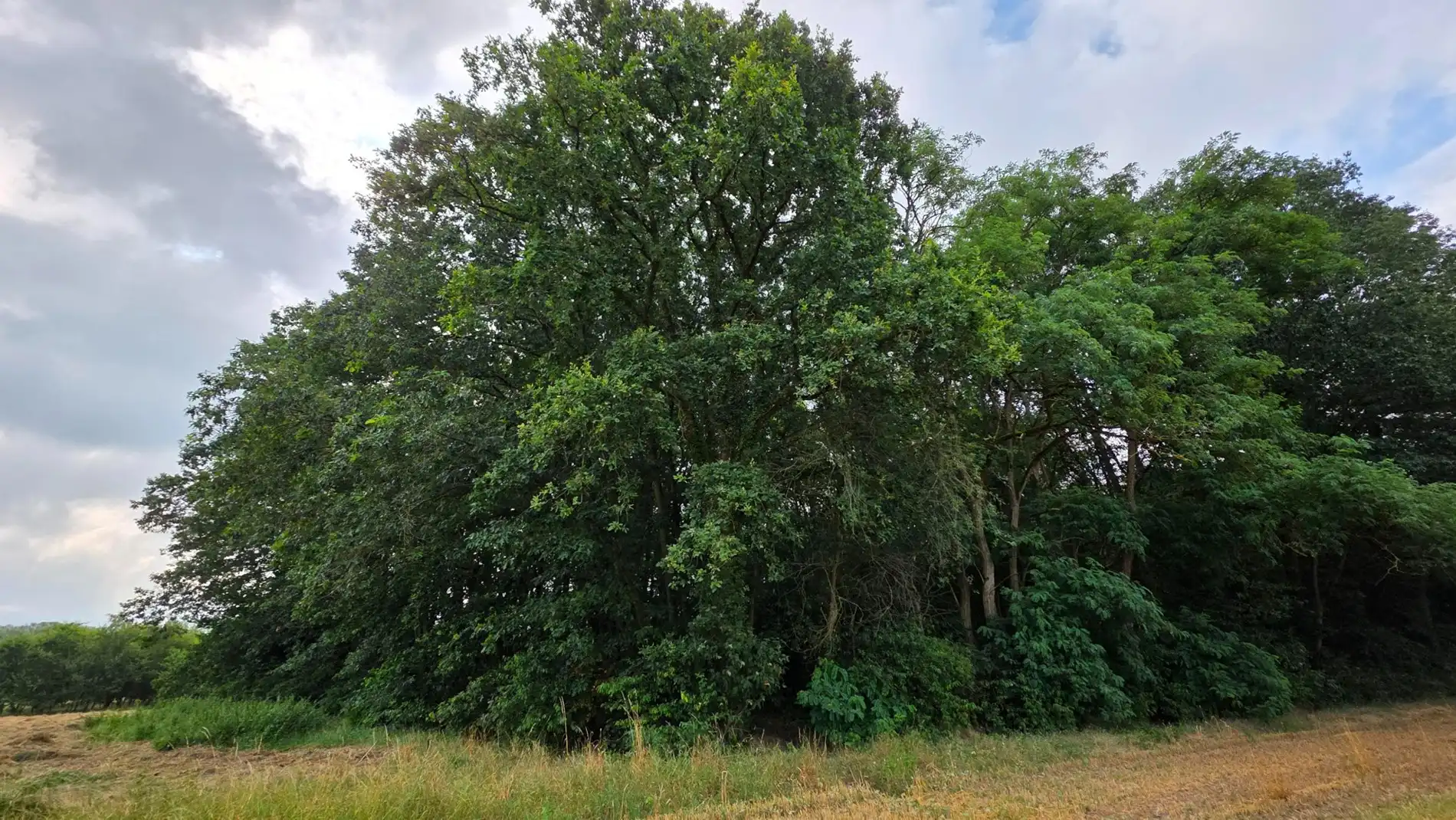 Ruim groen perceel van 5.220 m² te koop in Tremelo foto 4