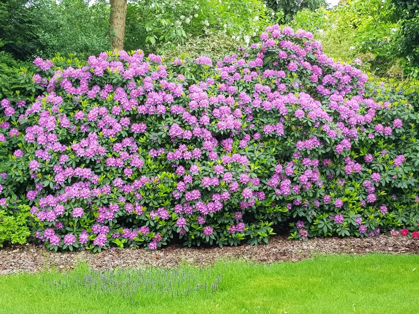 Prachtige gelijkvloerse villa in de populaire villawijk Kollenberg te Achel! foto 36