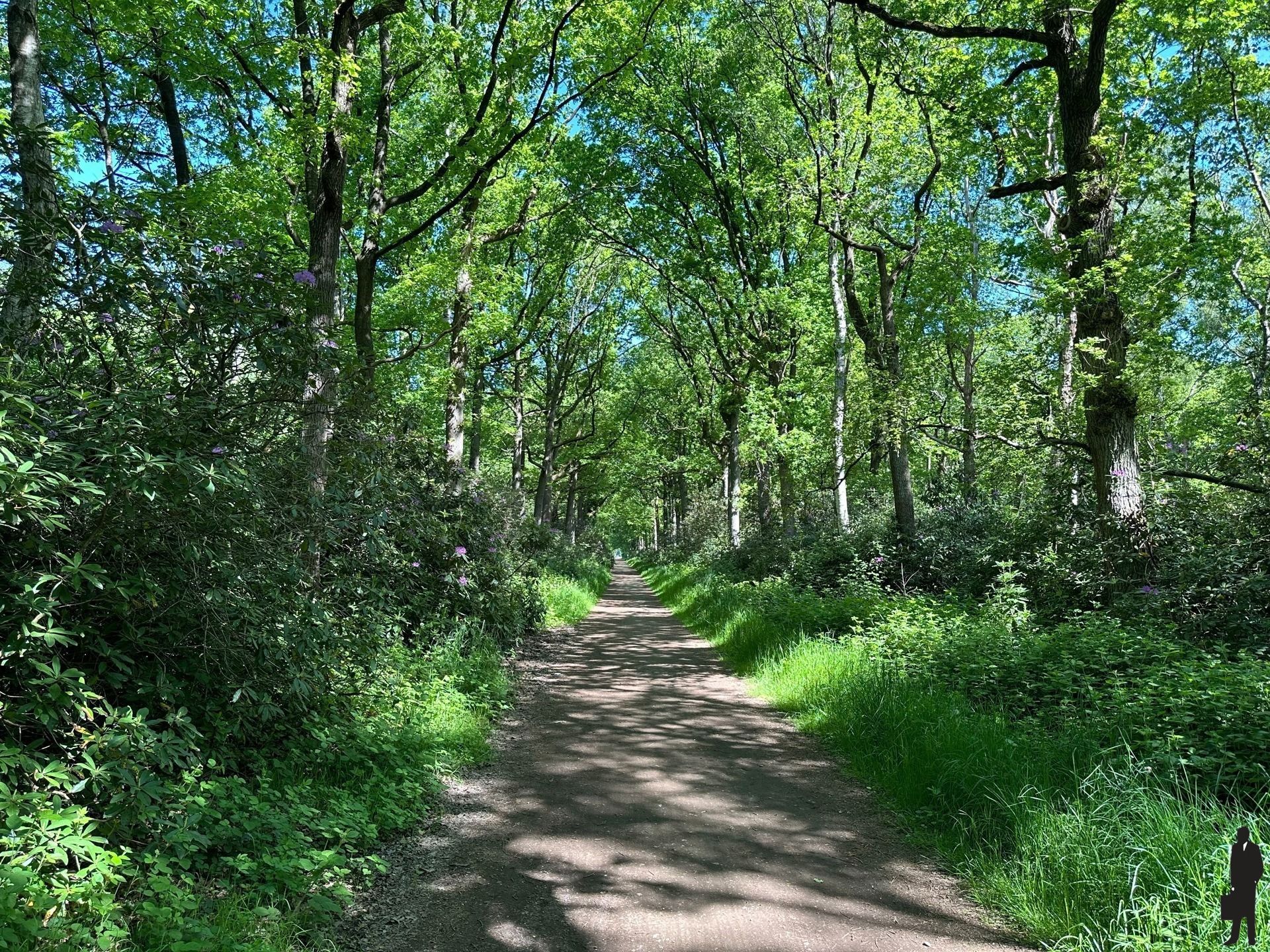 Perceel bosgrond in de prachtige Rode Dreef te Gooreind foto 5