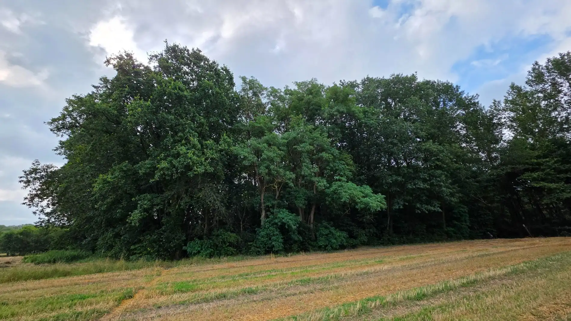 Ruim groen perceel van 5.220 m² te koop in Tremelo foto 7