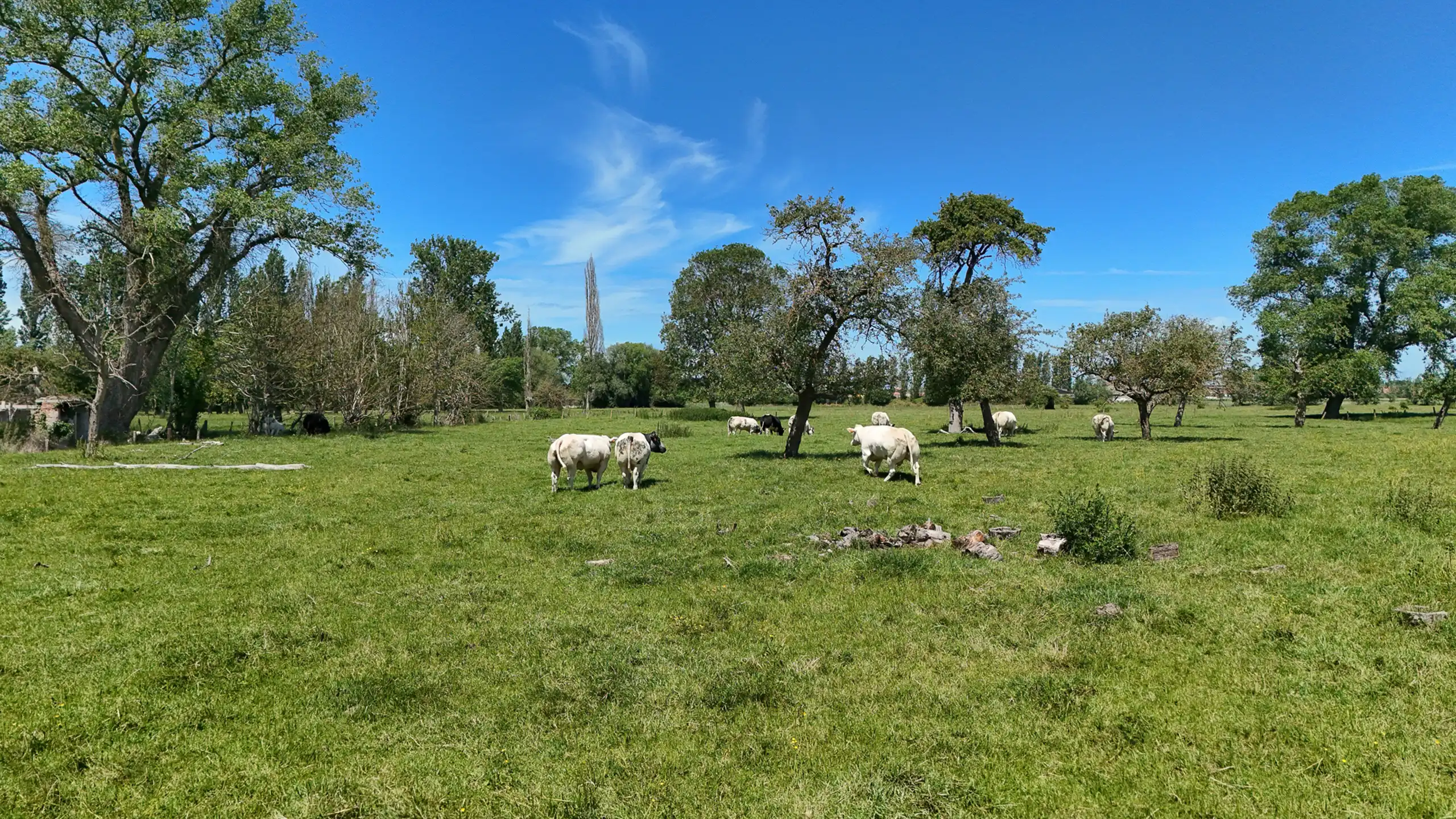 Exclusieve villa met zwembad en panoramisch polderzicht foto 16