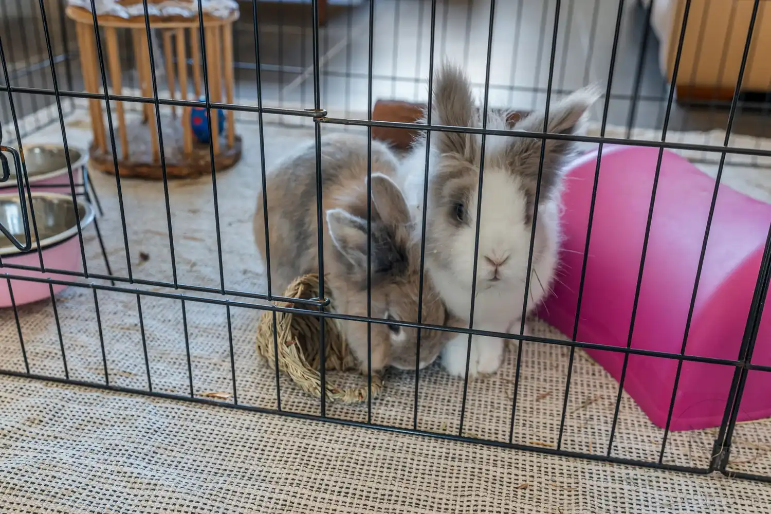 Unieke kangoeroewoning  op topligging tussen Zonhoven en Genk foto 20