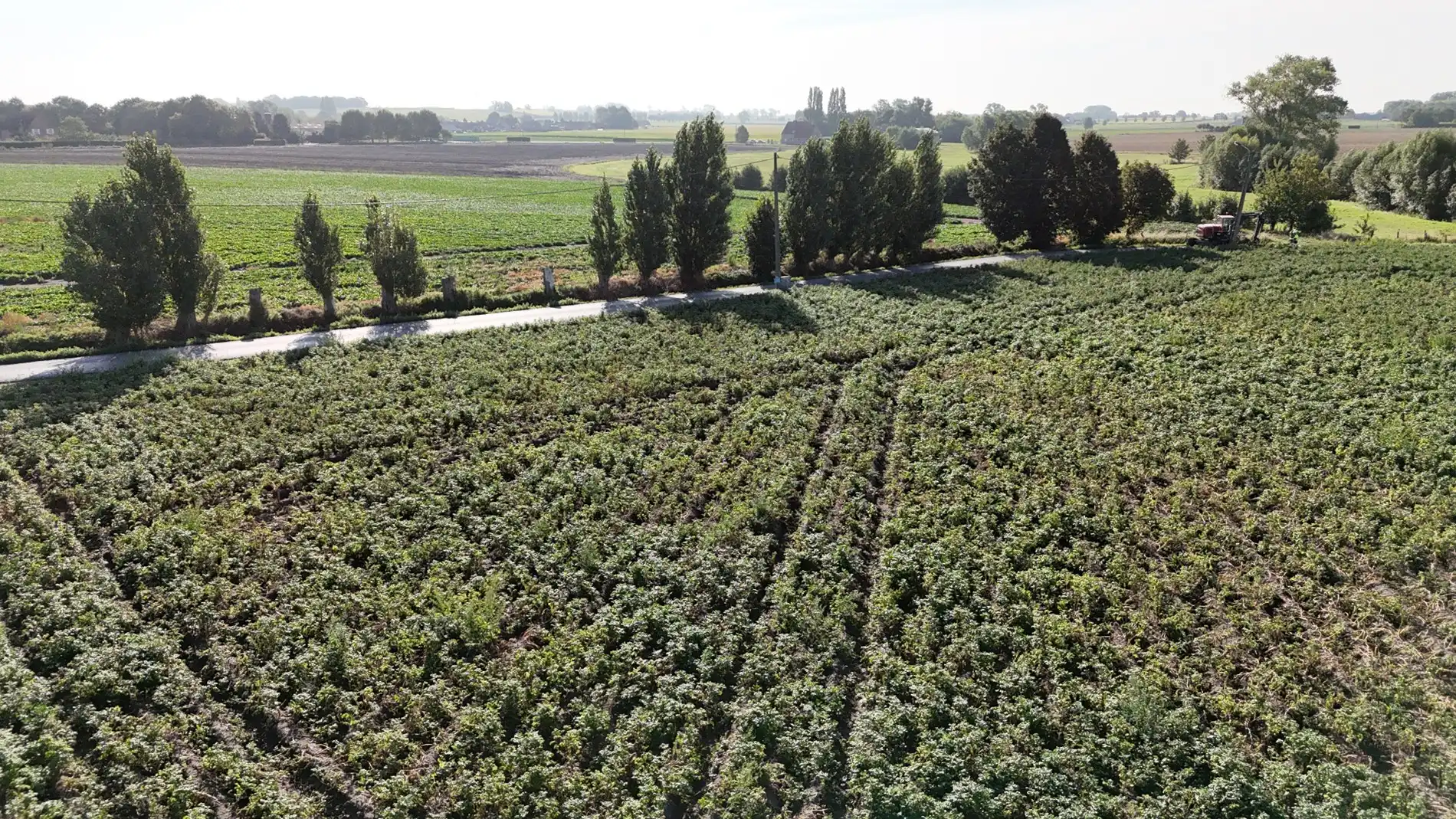 Landbouwgrond te koop van 2,88 ha te Koekelare Vrij van pacht na seizoen foto 7