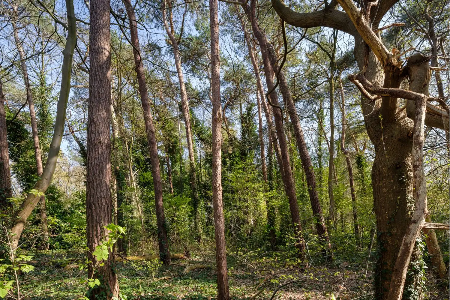 Bouwgrond van ca. 2.021m2 met zuidelijke oriëntatie foto 5