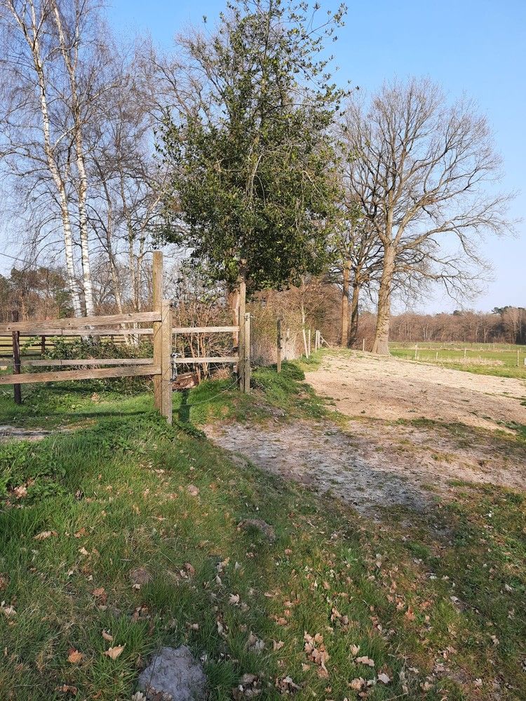 Mooie omheinde weide met schuilstallen te Helchteren foto 2