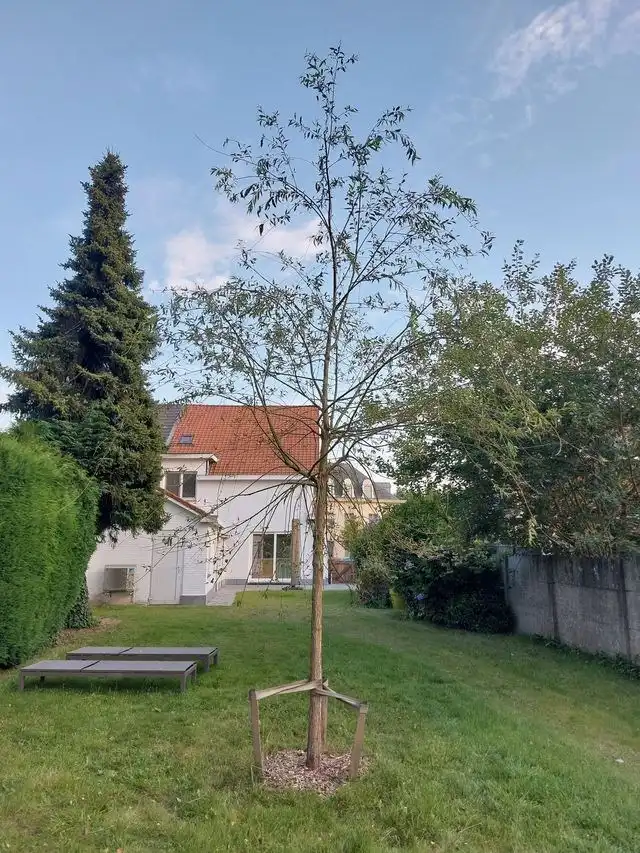 Ruime gerenoveerde woning met 3 slpks, gelegen op wandelafstand van het centrum !  foto 19