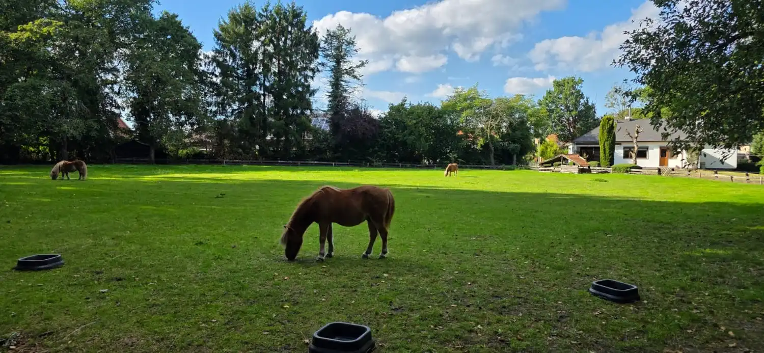 Uniek gelegen vrijstaande gezinswoning met 3 slaapkamers midden in de natuur op een perceel van 54 are in As centrum! foto 55