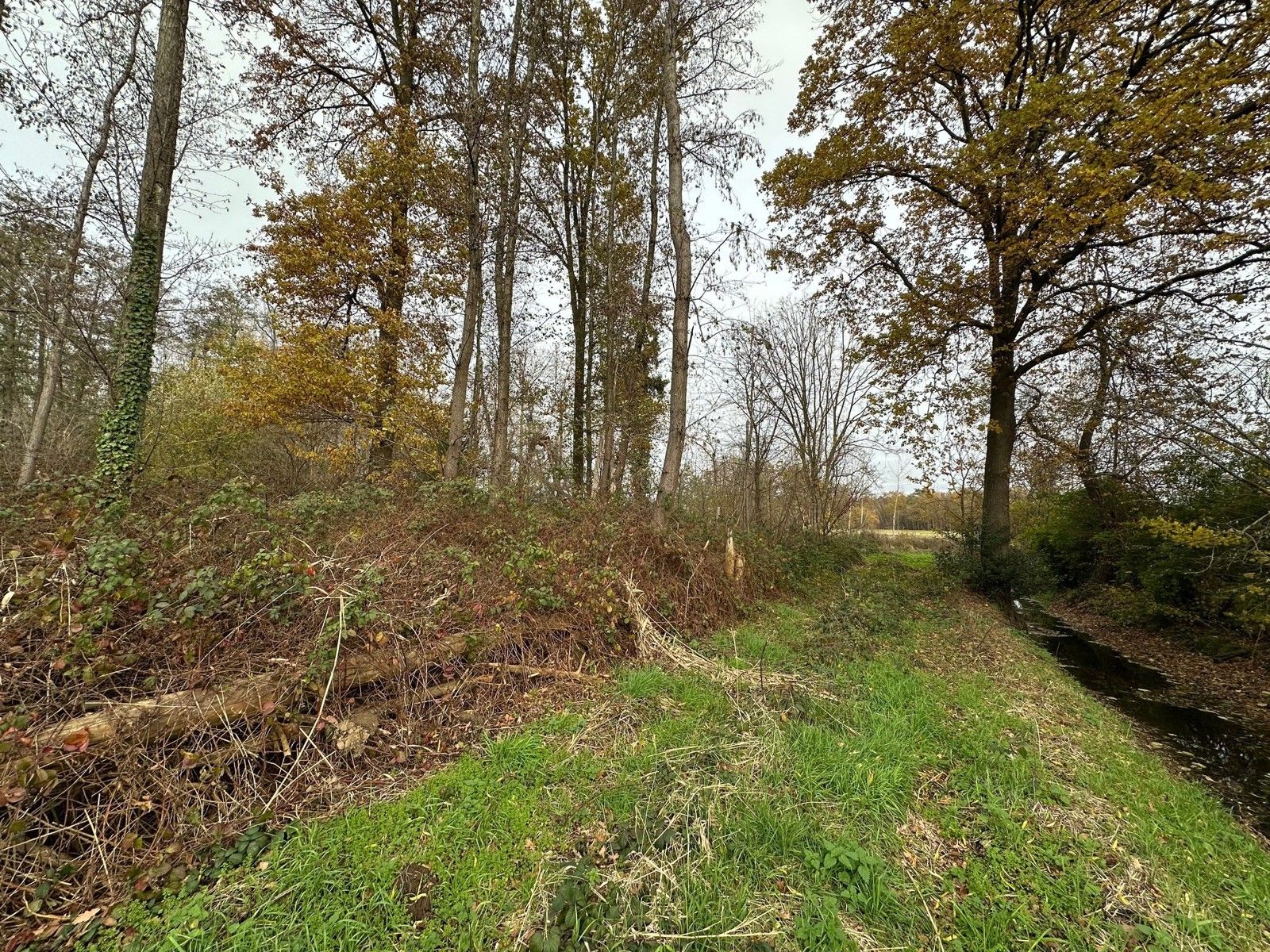 Bosgrond 10.950 m² te HAACHT foto 10
