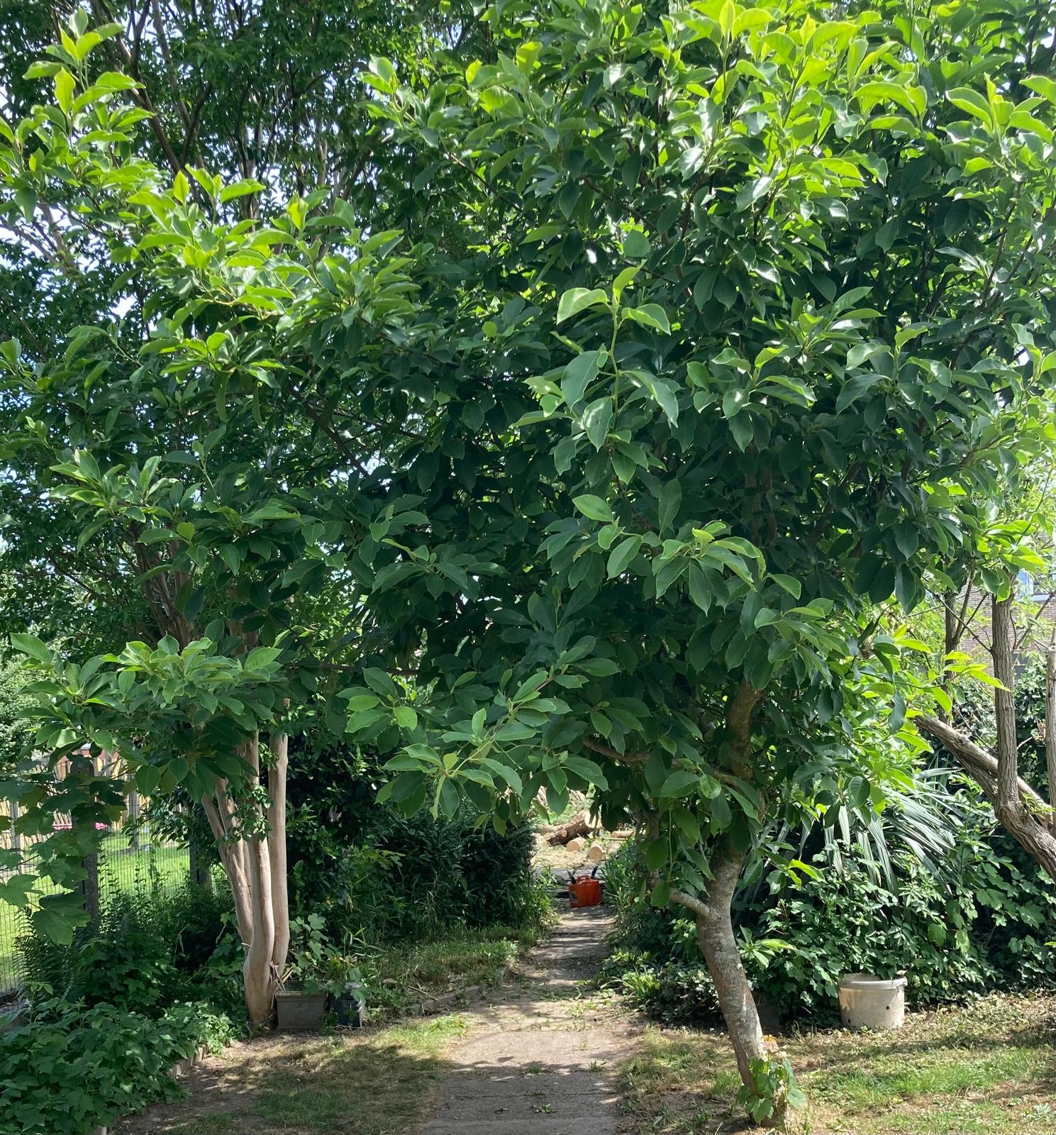 Prachtig gerenoveerde burgerwoning op wandelafstand van het centrum met zuidgerichte tuin.  foto 27