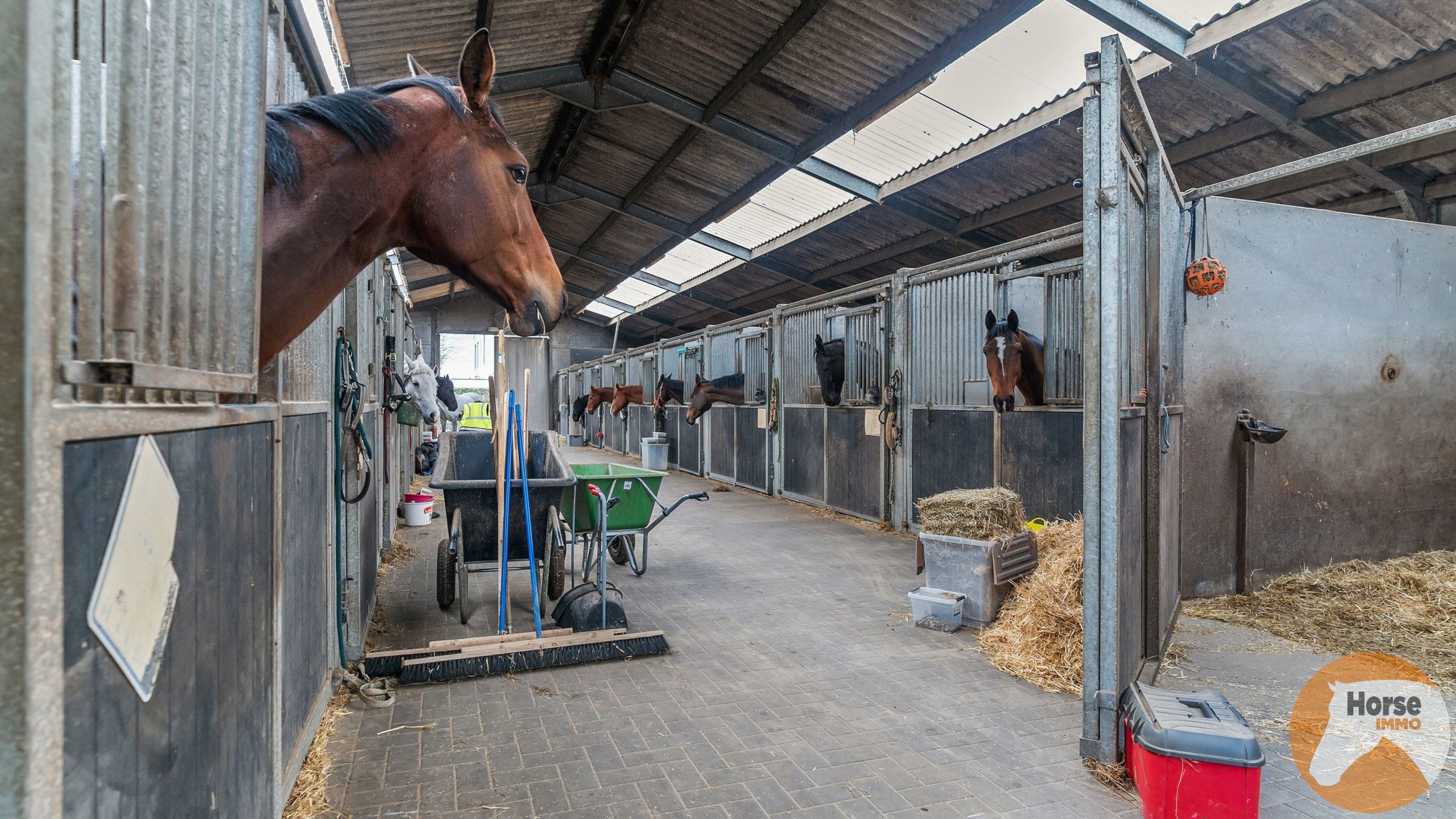 KAMPENHOUT - Professionele paardenaccommodatie op 4ha28 foto 5