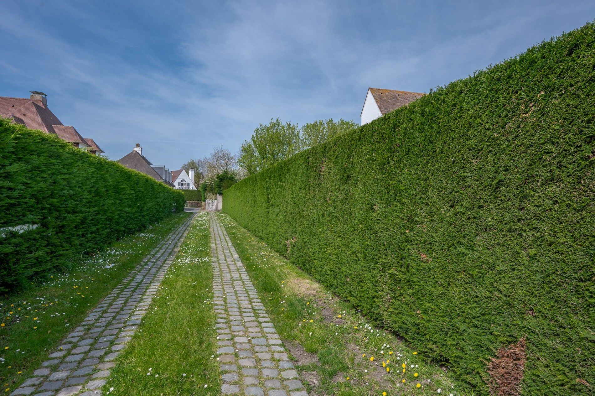 Prachtige perceel van 1454 m2 in de tweede lijn van het Zoute met villa te renoveren of nieuw.  foto 7