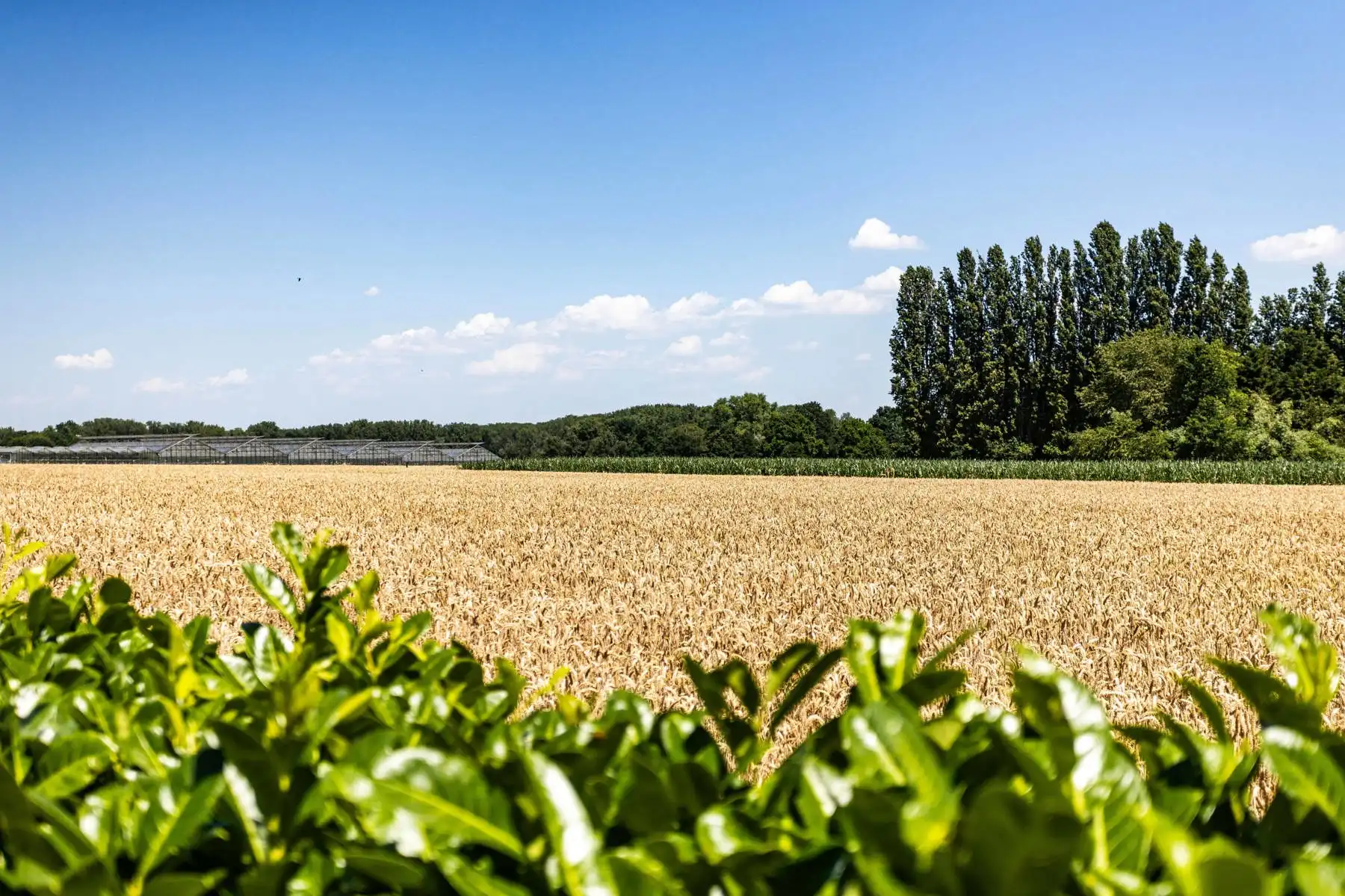 Te renoveren woning met grote tuin en atelier op toplocatie! foto 33