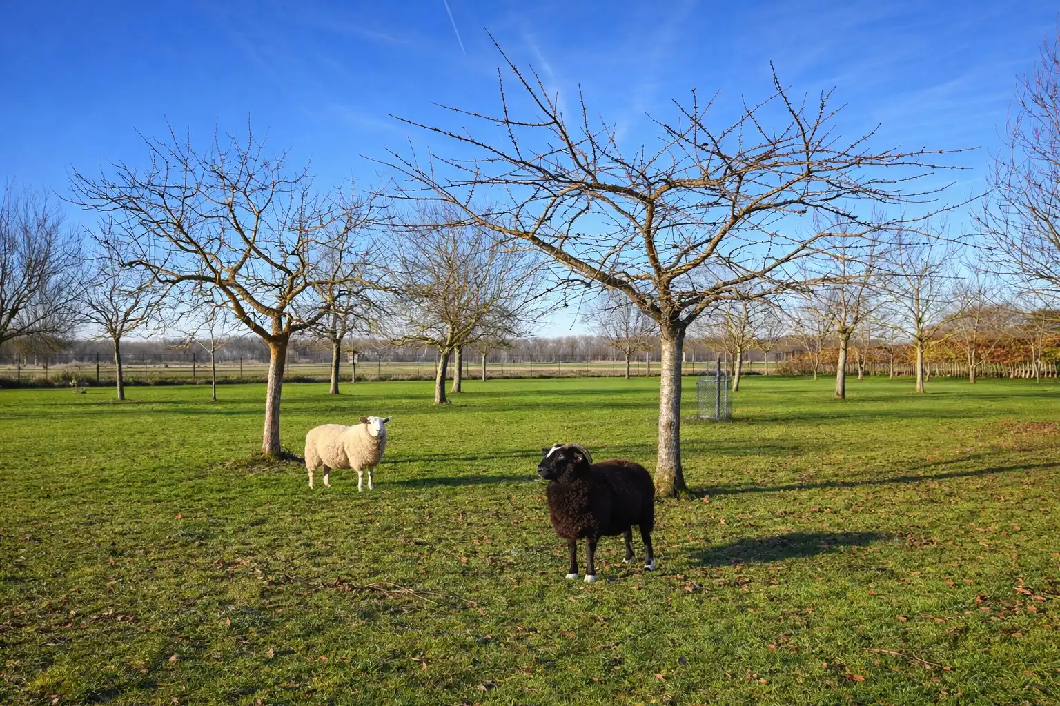 Hoeve te Damme, ideaal voor paardenliefhebbers foto 6