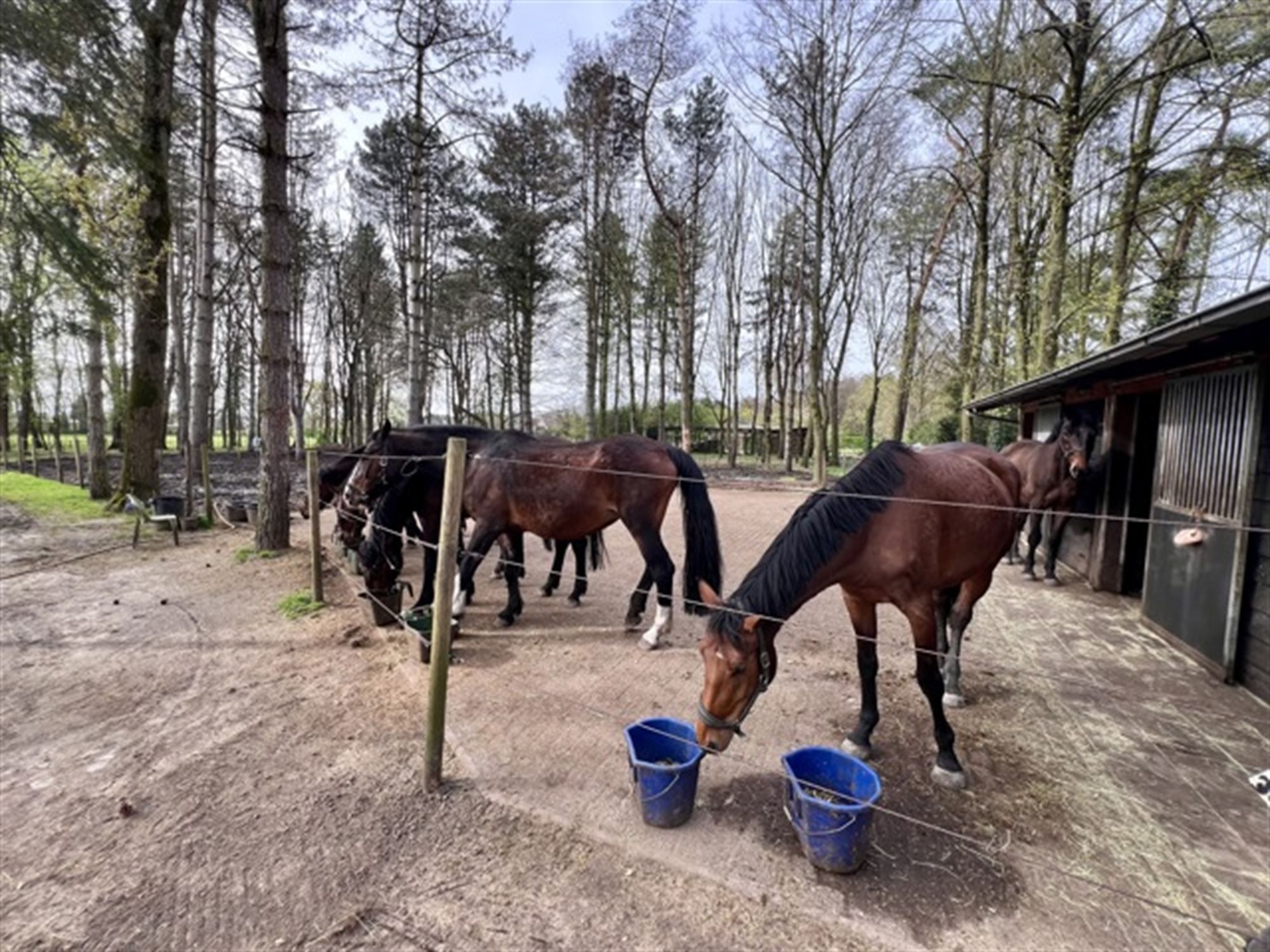 Gerenoveerd enorm landhuis op ongeveer 3 ha foto 40